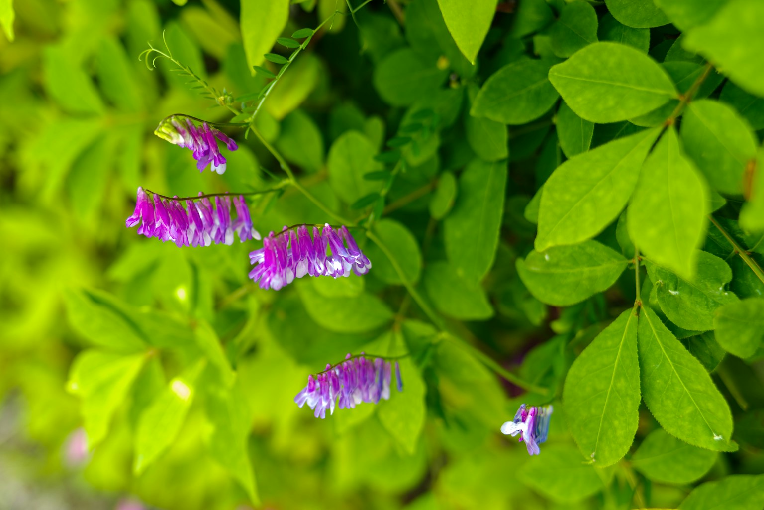 Grappoli di fiori viola circondati da foglie verdi