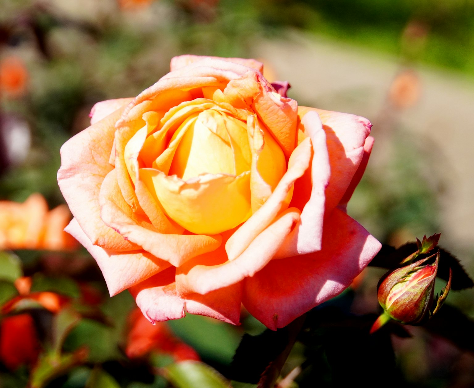 photo-yZl6arCOZWP8LEae0DcH-image