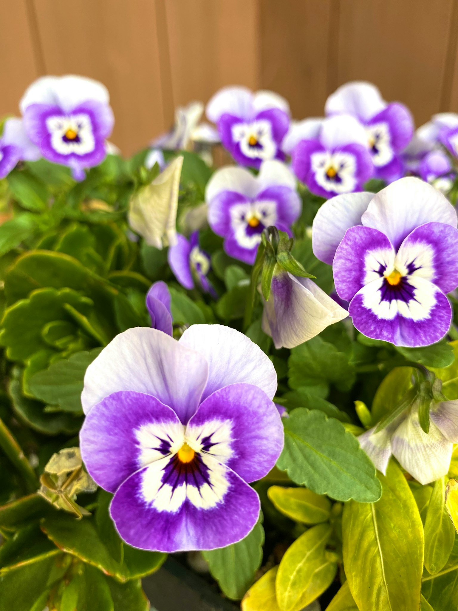 Sekelompok bunga pansy ungu dan putih dengan daun hijau
