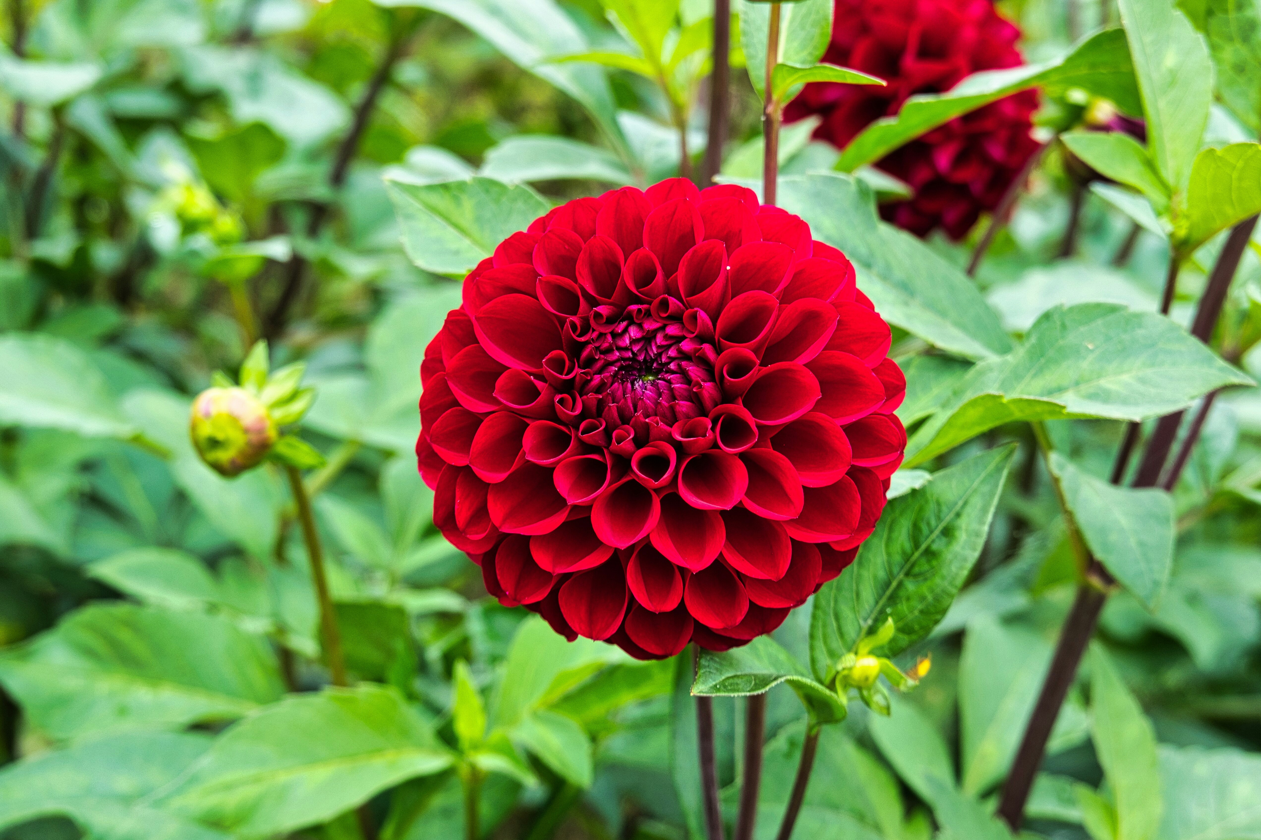赤いダリアの花と緑の葉が生い茂る庭の一角