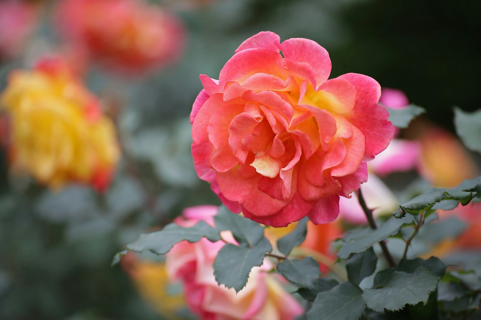 A vibrant rose flower in shades of pink and yellow surrounded by green leaves