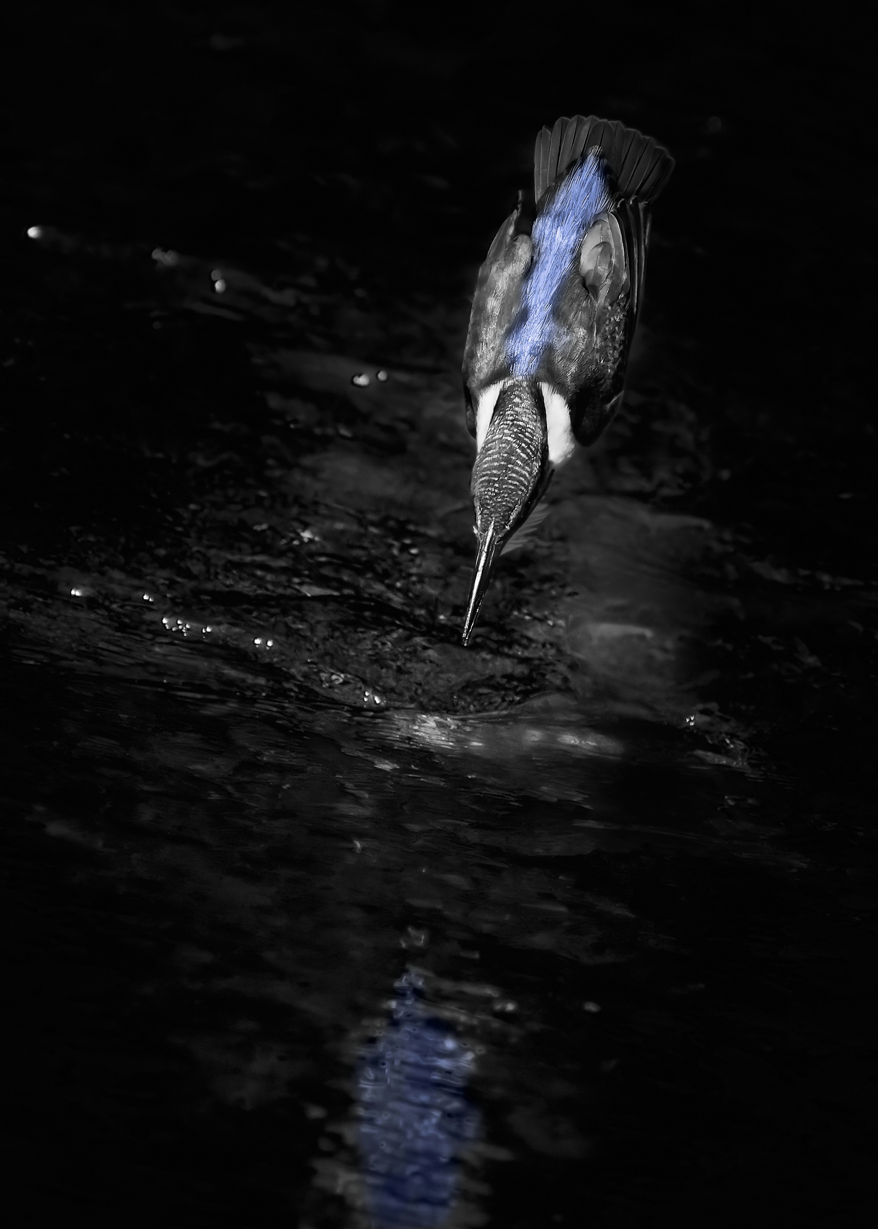 Moment eines fischartigen Spritzers, der die dunkle Wasseroberfläche durchbricht