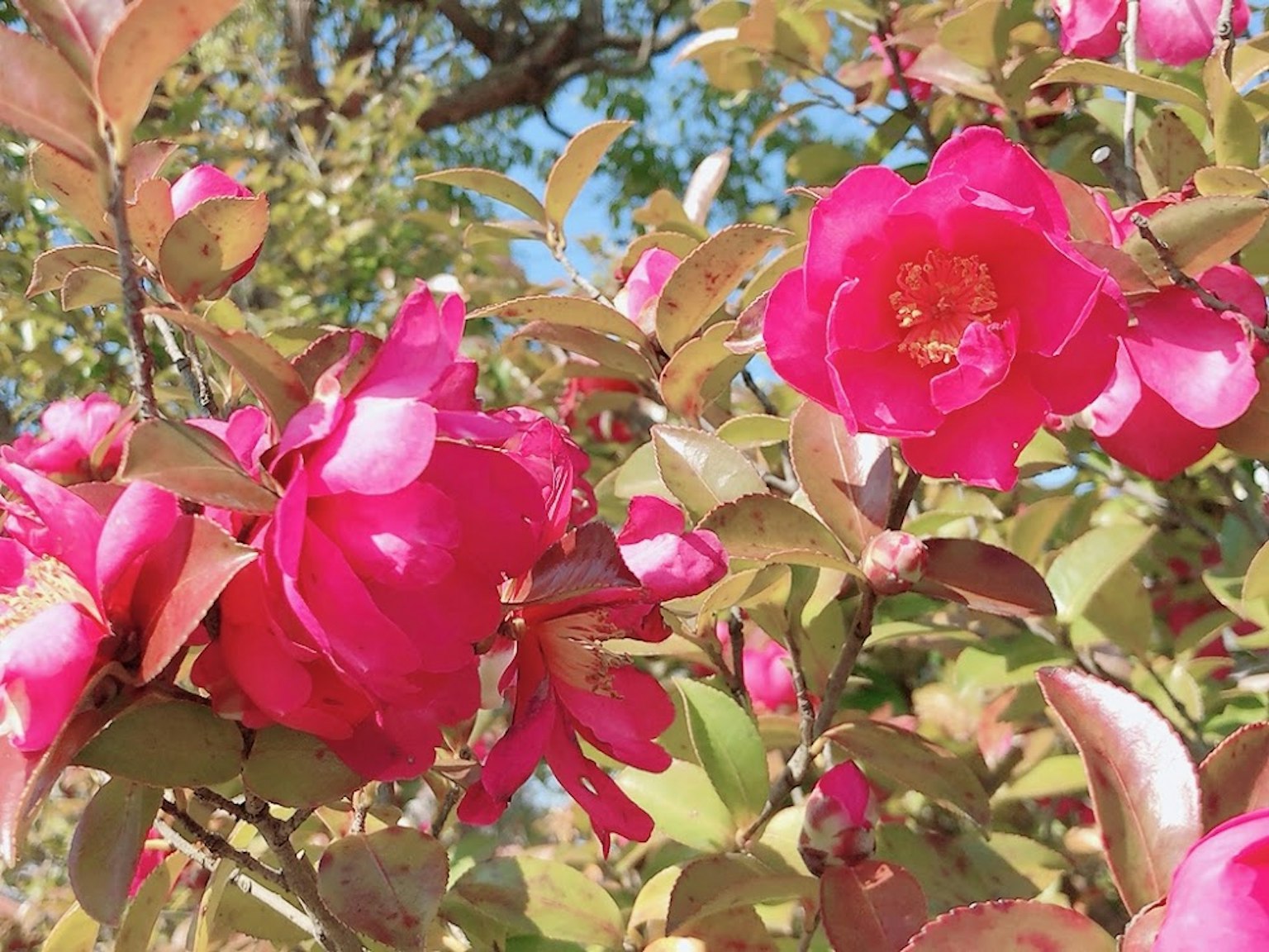 Gros plan sur des fleurs roses vives et des feuilles vertes sur une belle plante
