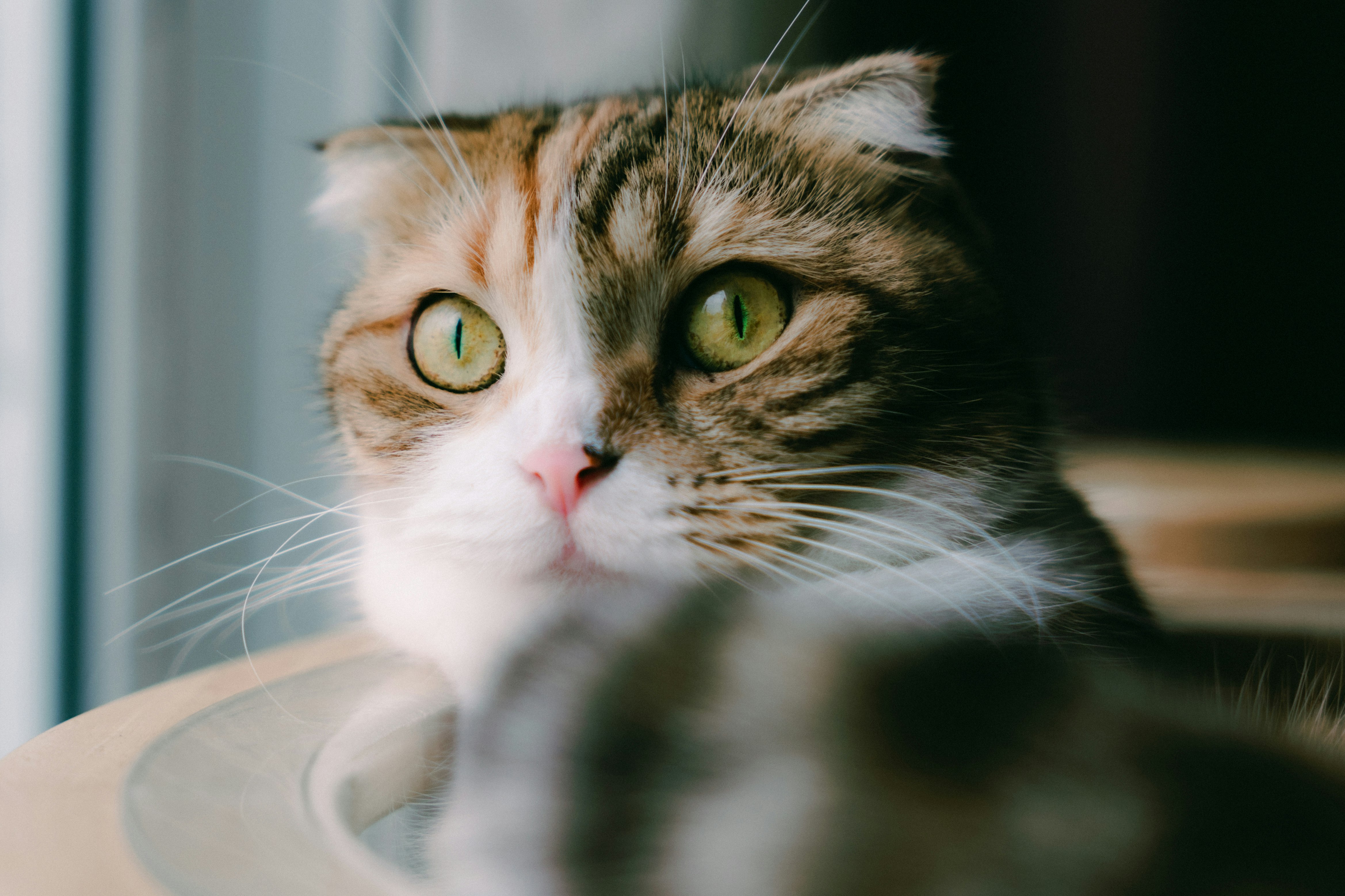 ソファに寄り添う目を大きく見開いた猫のアップ