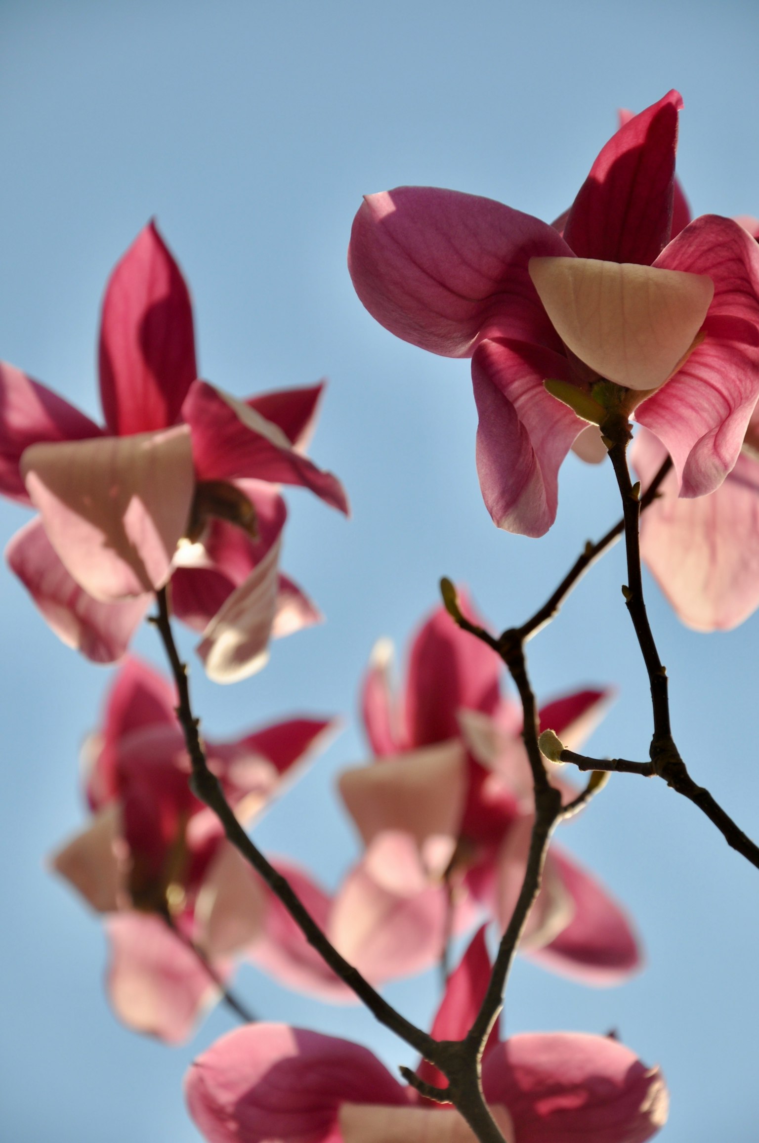 Nahaufnahme von rosa Blumen vor blauem Himmel