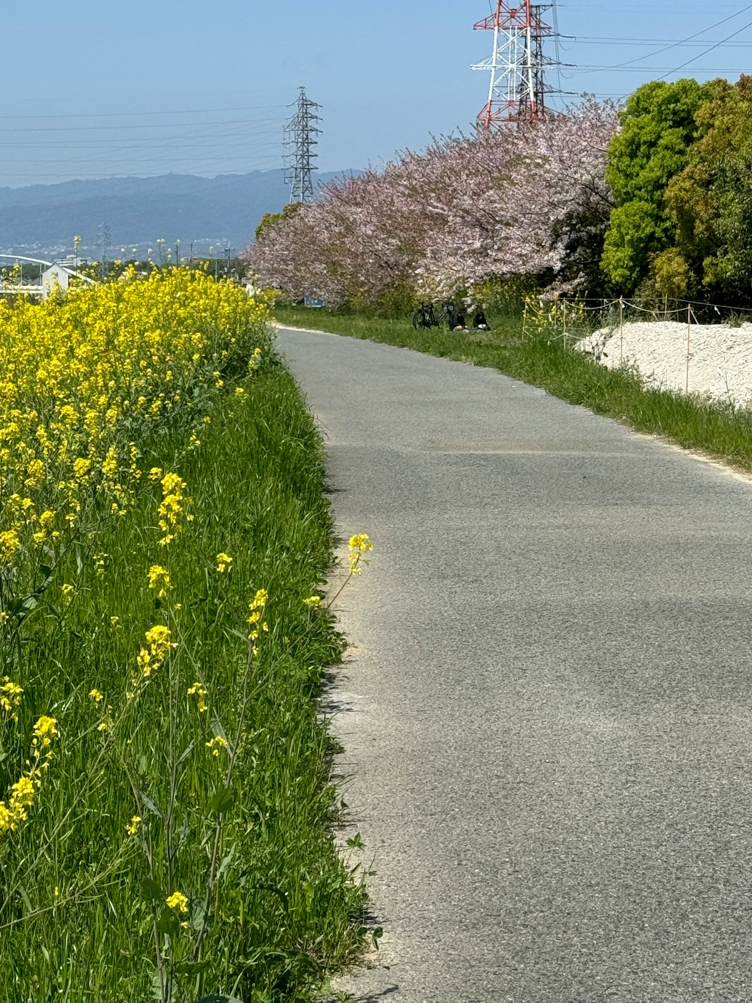 一條風景如畫的小路，兩旁盛開著黃色花朵和綠色草坪，旁邊是櫻花樹