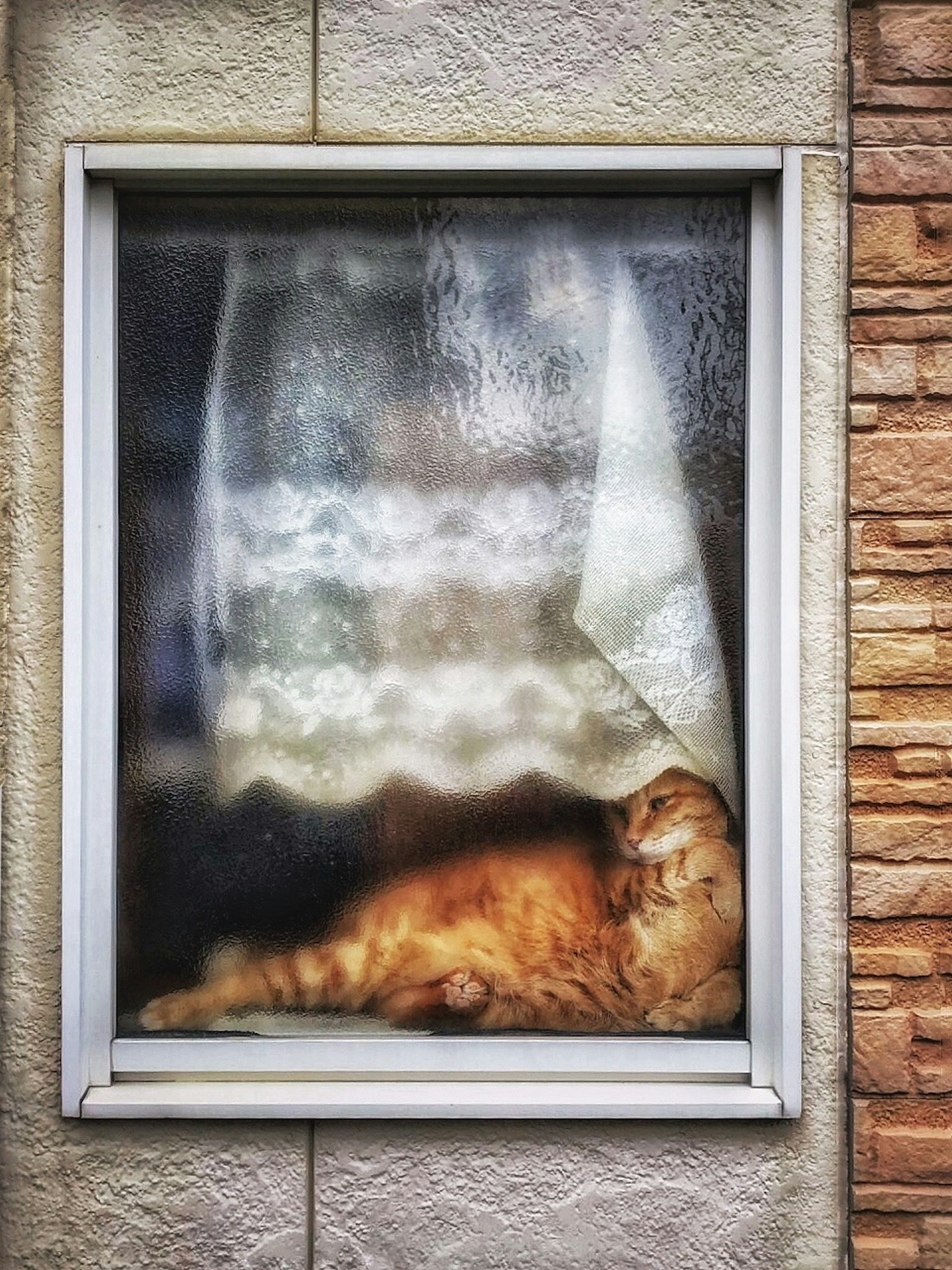 Kucing oranye tidur di balik tirai di jendela
