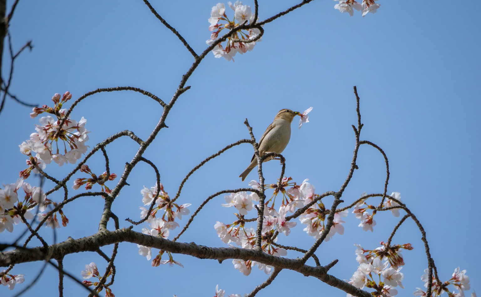 Ein kleiner Vogel sitzt auf einem Kirschblütenzweig unter einem blauen Himmel