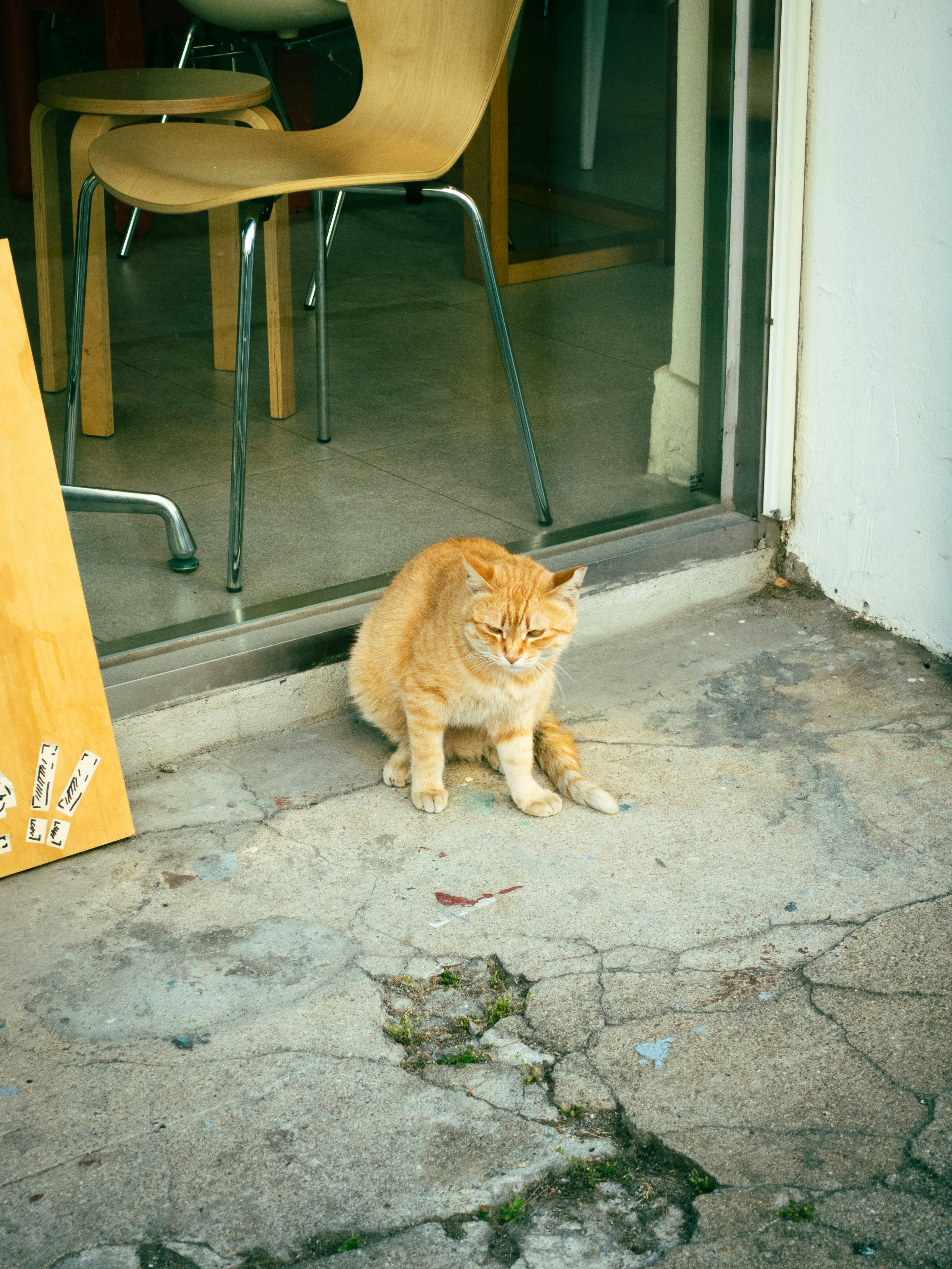 玄関前のコンクリート床でくつろぐオレンジ猫