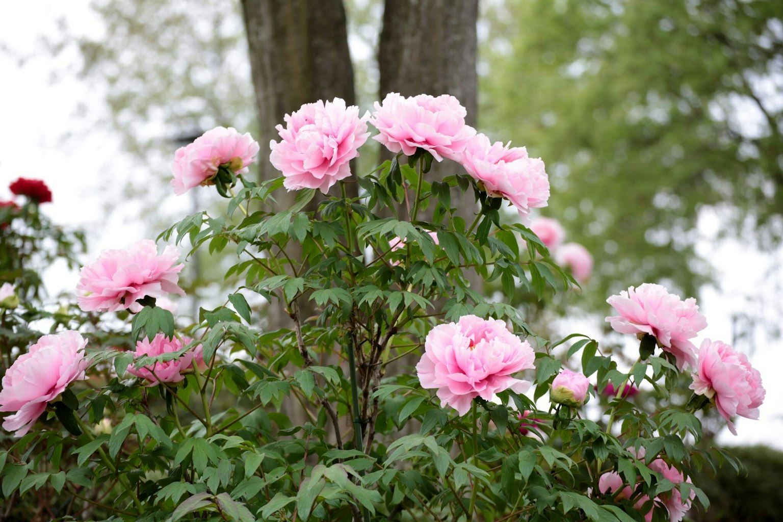Semak dengan bunga peony merah muda dekat pohon