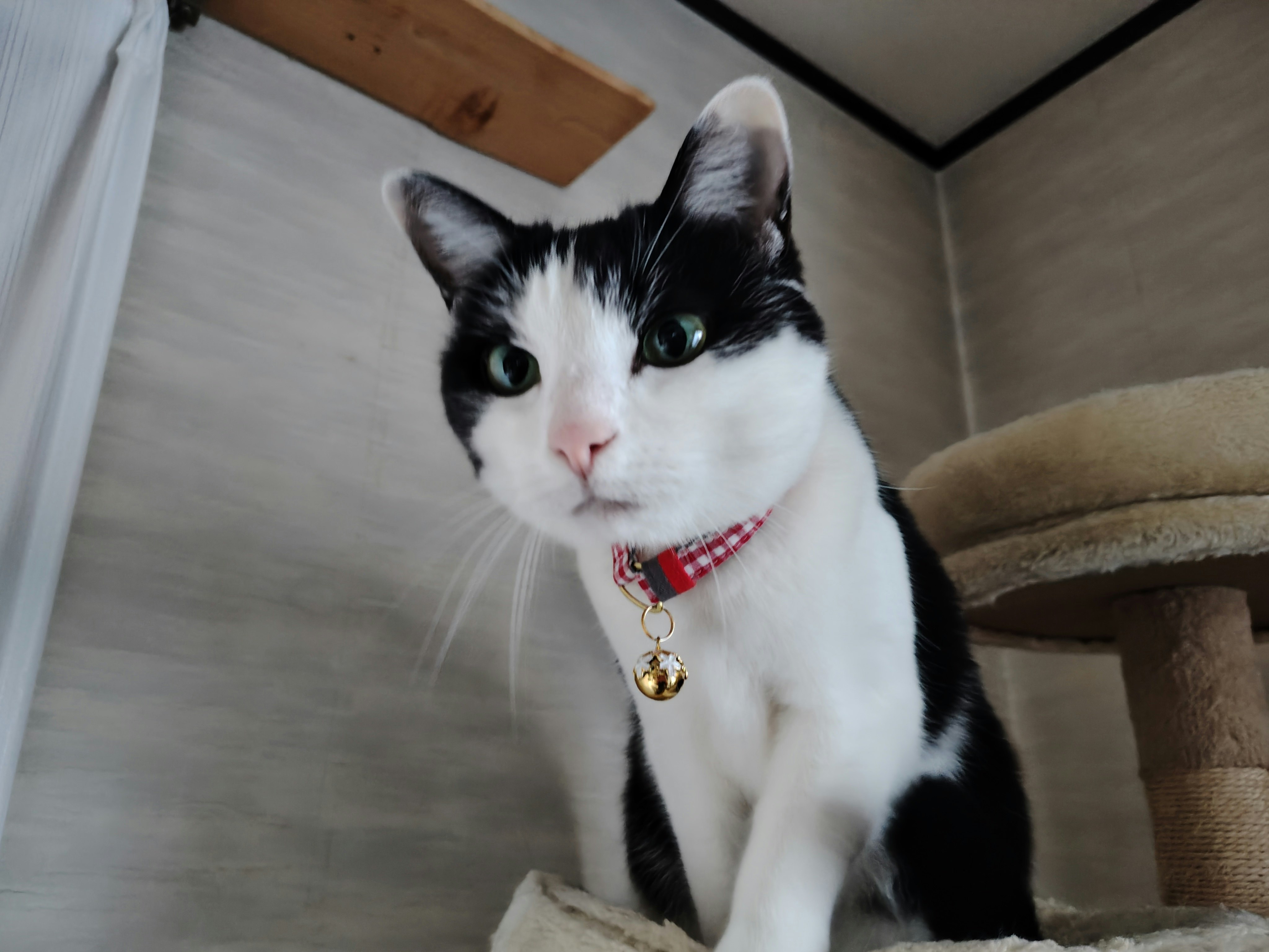 ソファに座る白黒の猫