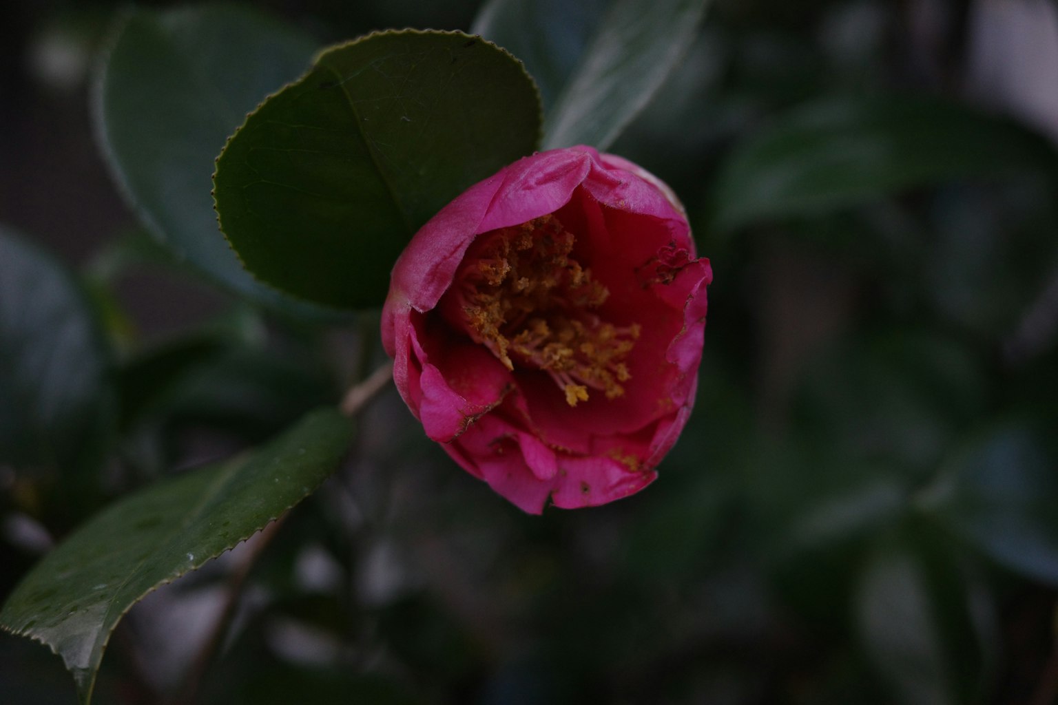 Primo piano di un fiore di camelia con petali rosa su sfondo di foglie verdi