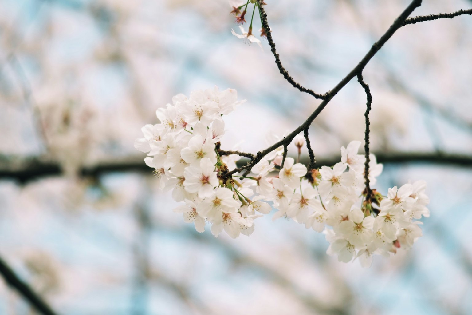 Gros plan sur des fleurs de cerisier sur une branche