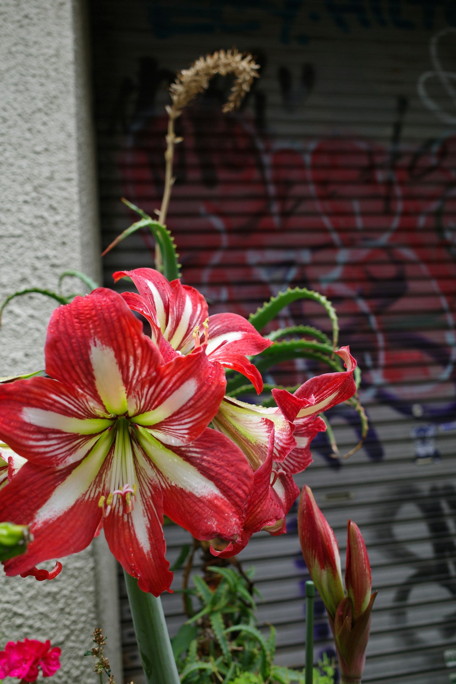 Rotte und weiße Amaryllisblüte vor einer mit Graffiti bedeckten Wand