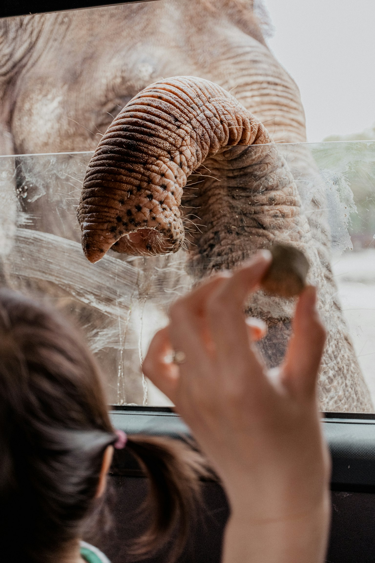 Tangan anak yang memegang camilan menjulurkan ke belalai gajah di luar jendela mobil