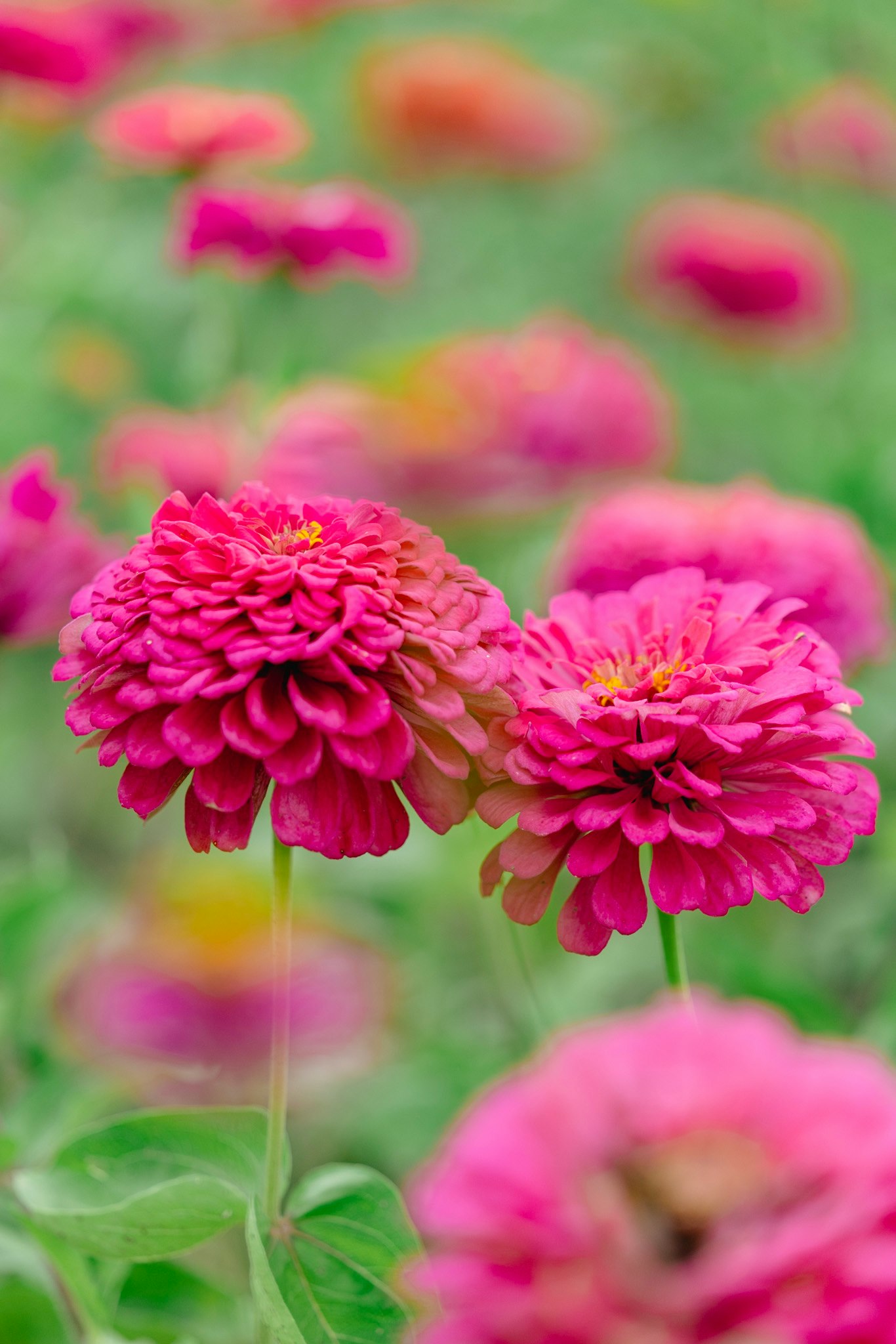 色鮮やかなピンクの百日草が咲く花畑のマクロ画像