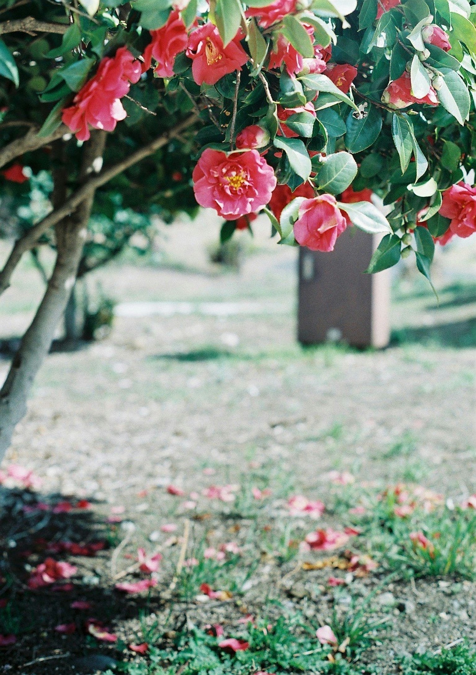Un arbre avec des fleurs roses et des pétales tombés sur l'herbe verte