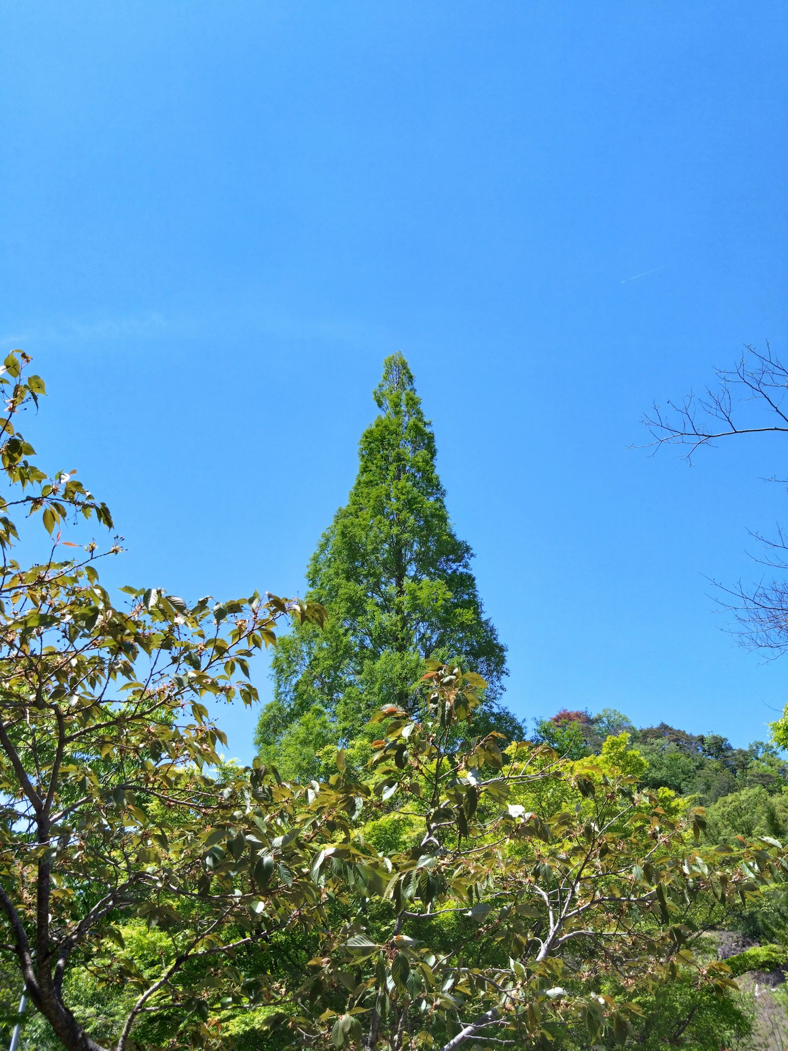 Tall green tree under a blue sky with surrounding foliage