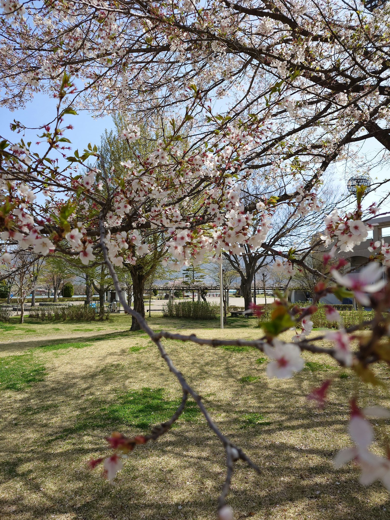 Vue d'un parc avec des cerisiers en fleurs
