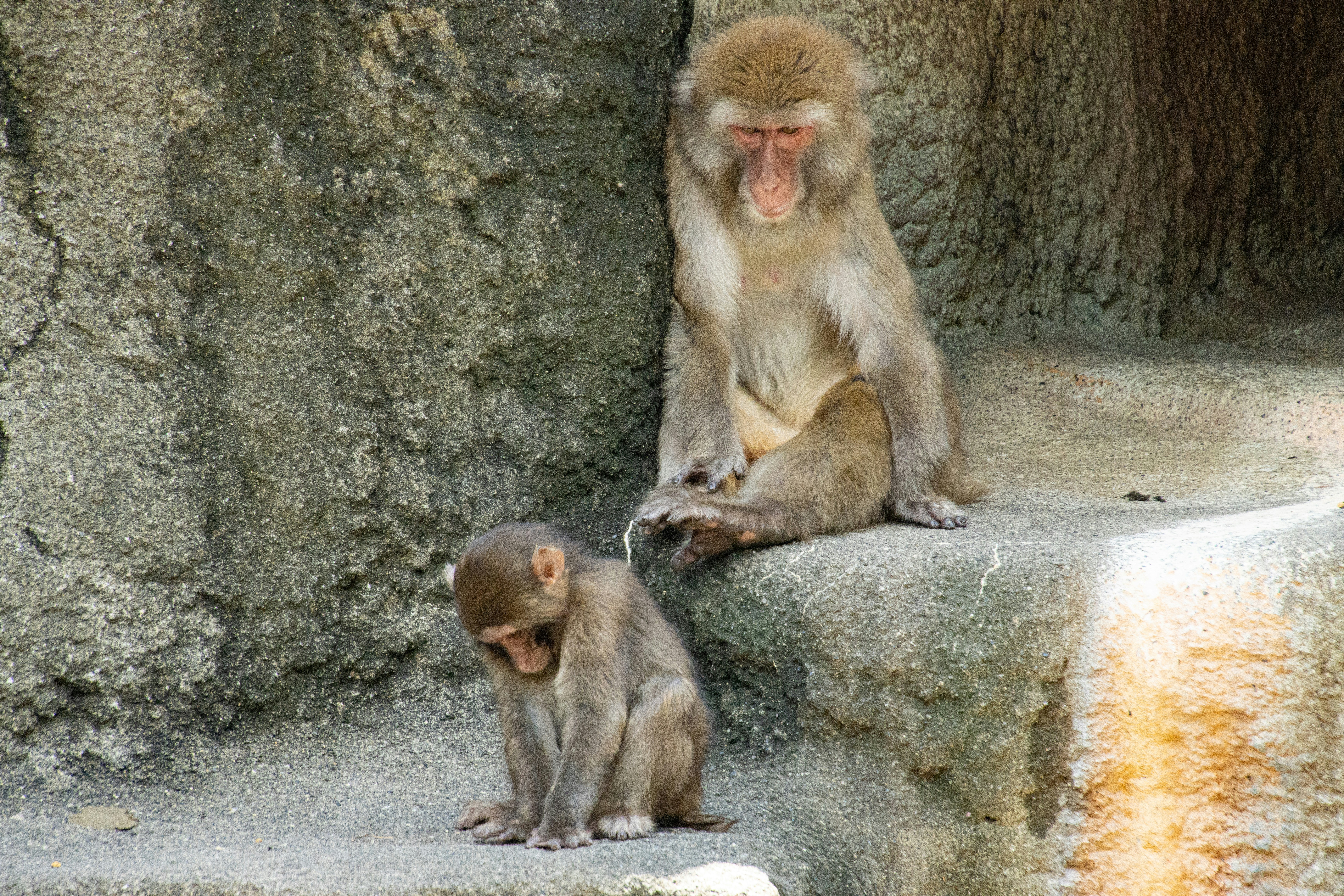 岩石上坐著的母子獼猴