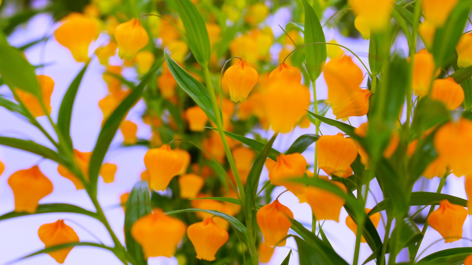 Close-up of a plant with vibrant orange flowers blooming