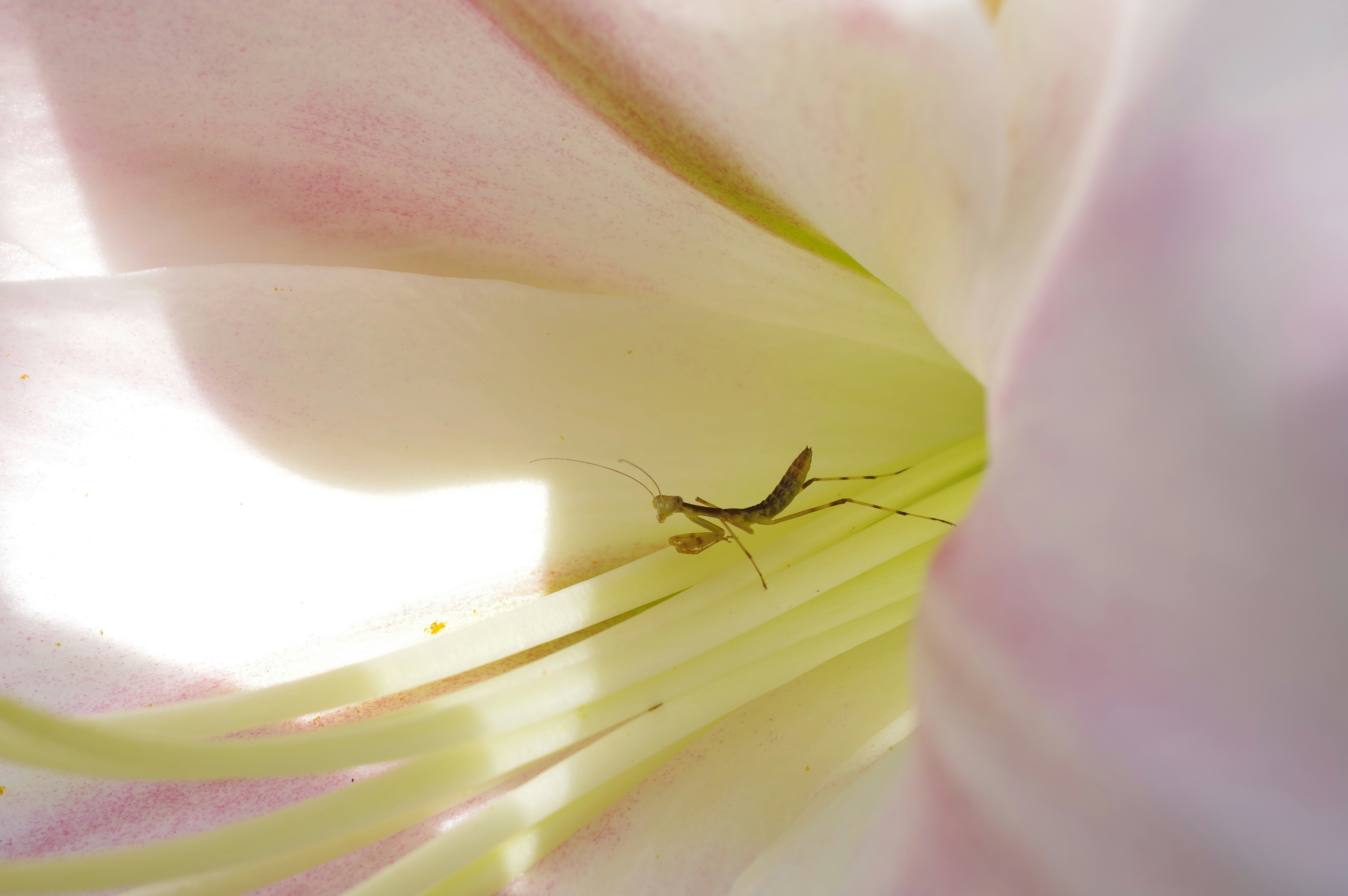 ユリの花の中に隠れたカマキリの赤ちゃん