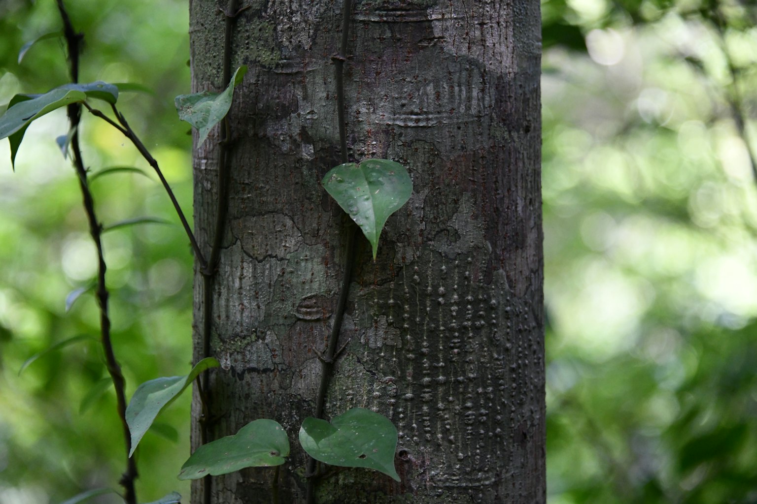 Foglie verdi che si arrampicano su un tronco d'albero con uno sfondo verde sfocato
