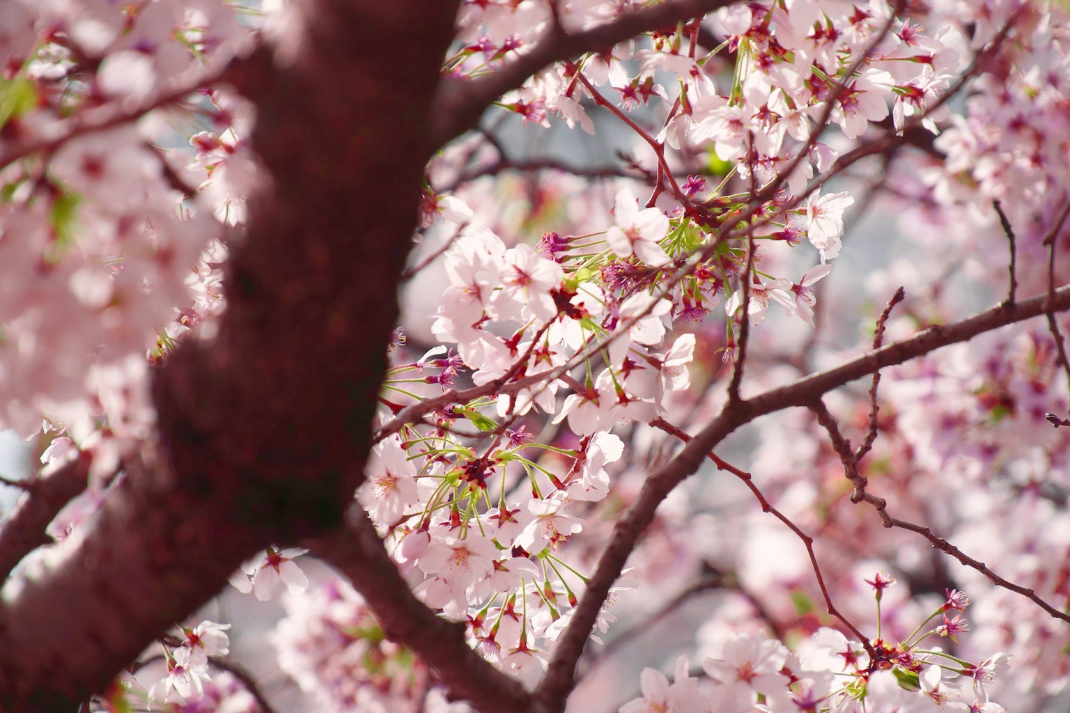 Gros plan sur des branches de cerisier en fleurs