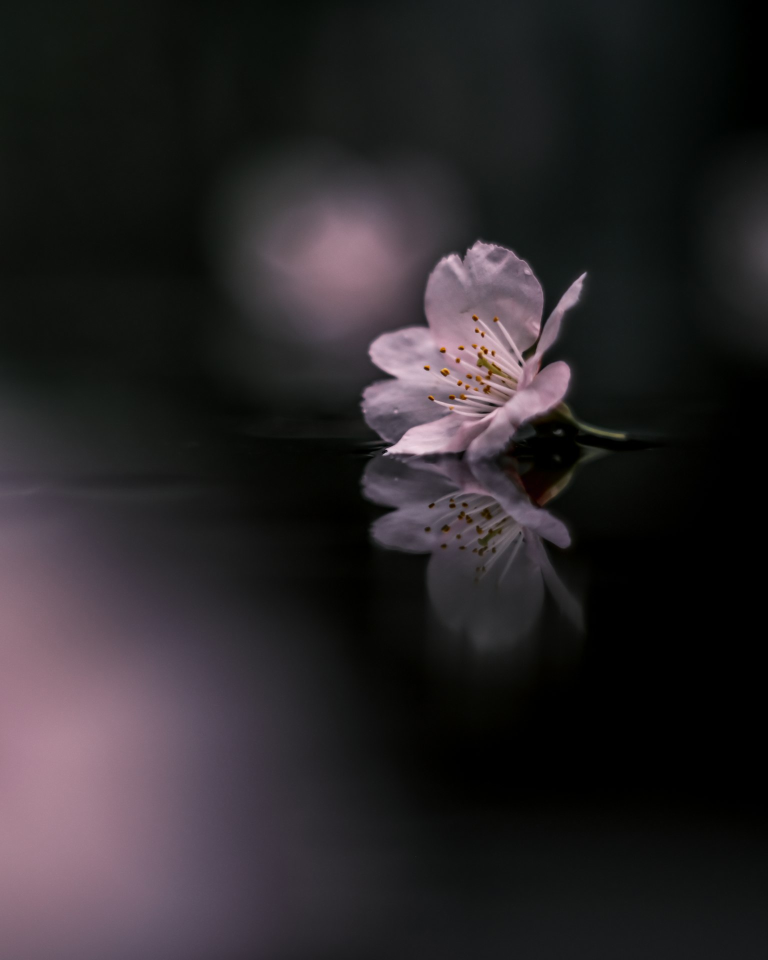 水面上漂浮的櫻花及其倒影