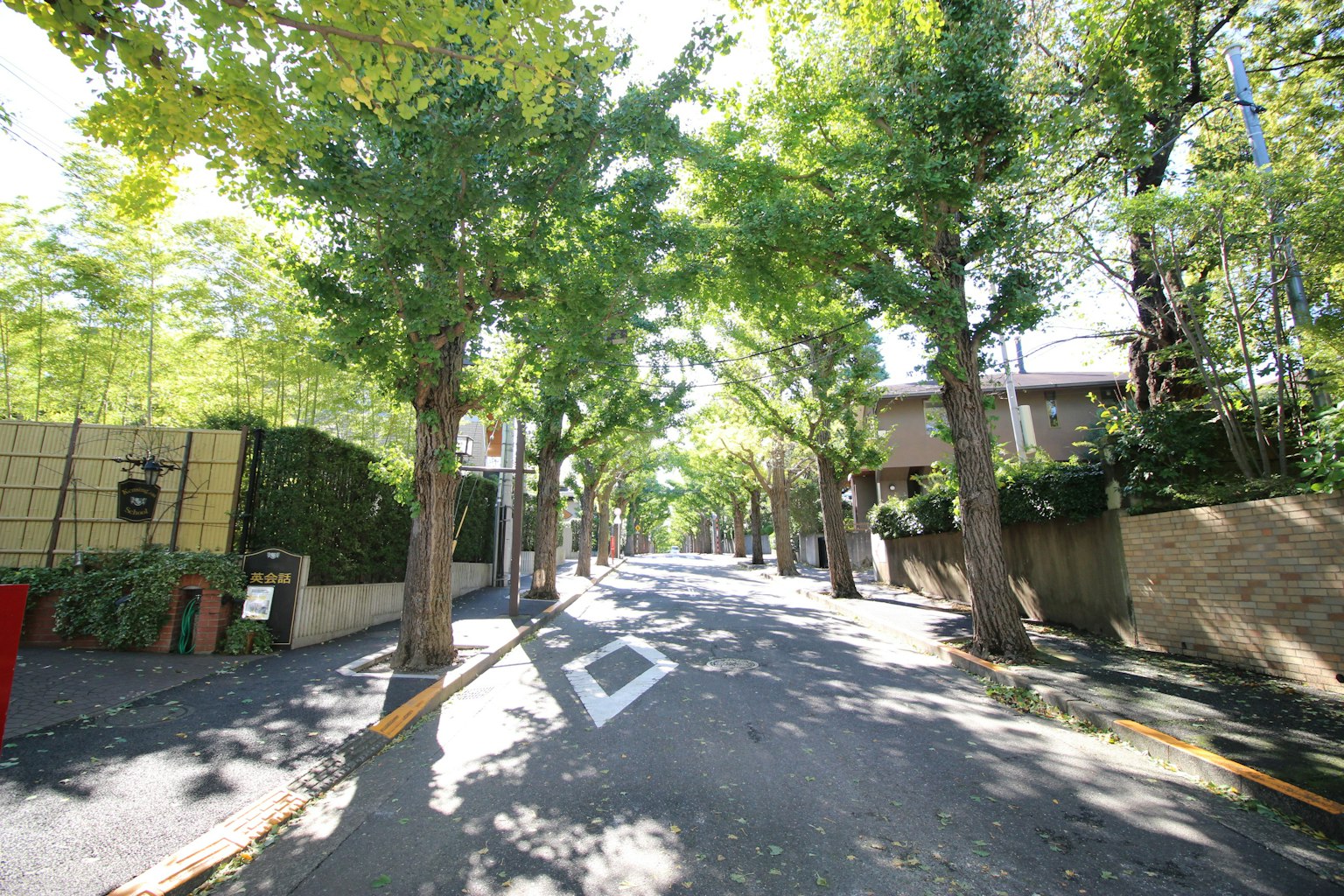 Une rue paisible bordée d'arbres luxuriants et de bâtiments résidentiels