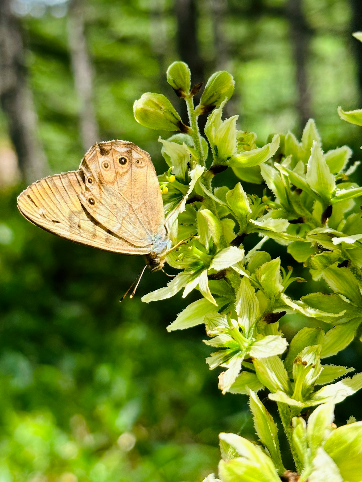 Un papillon de couleur claire posé sur des feuilles vertes dans un cadre naturel