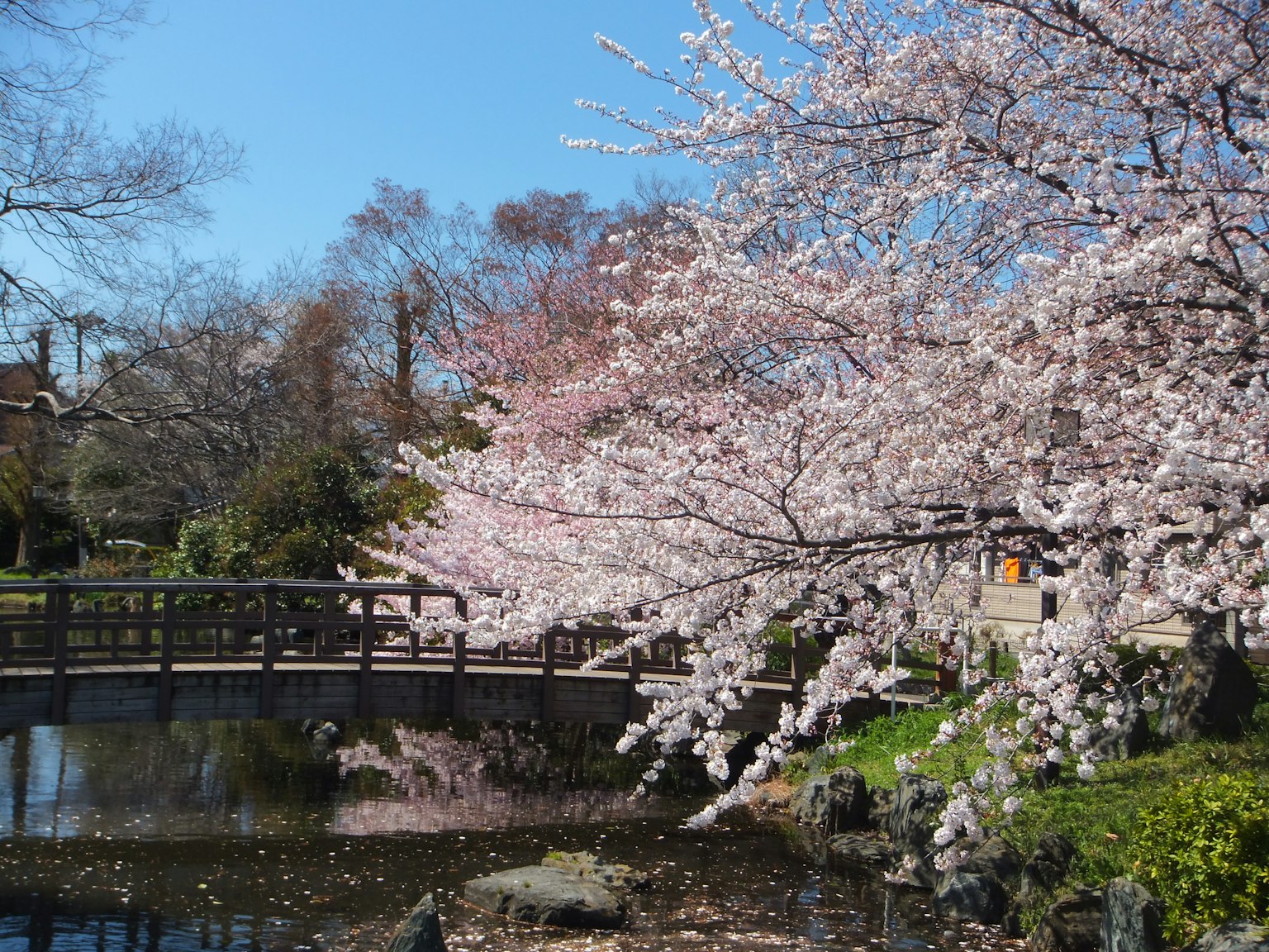 Pemandangan pohon sakura di tepi kolam