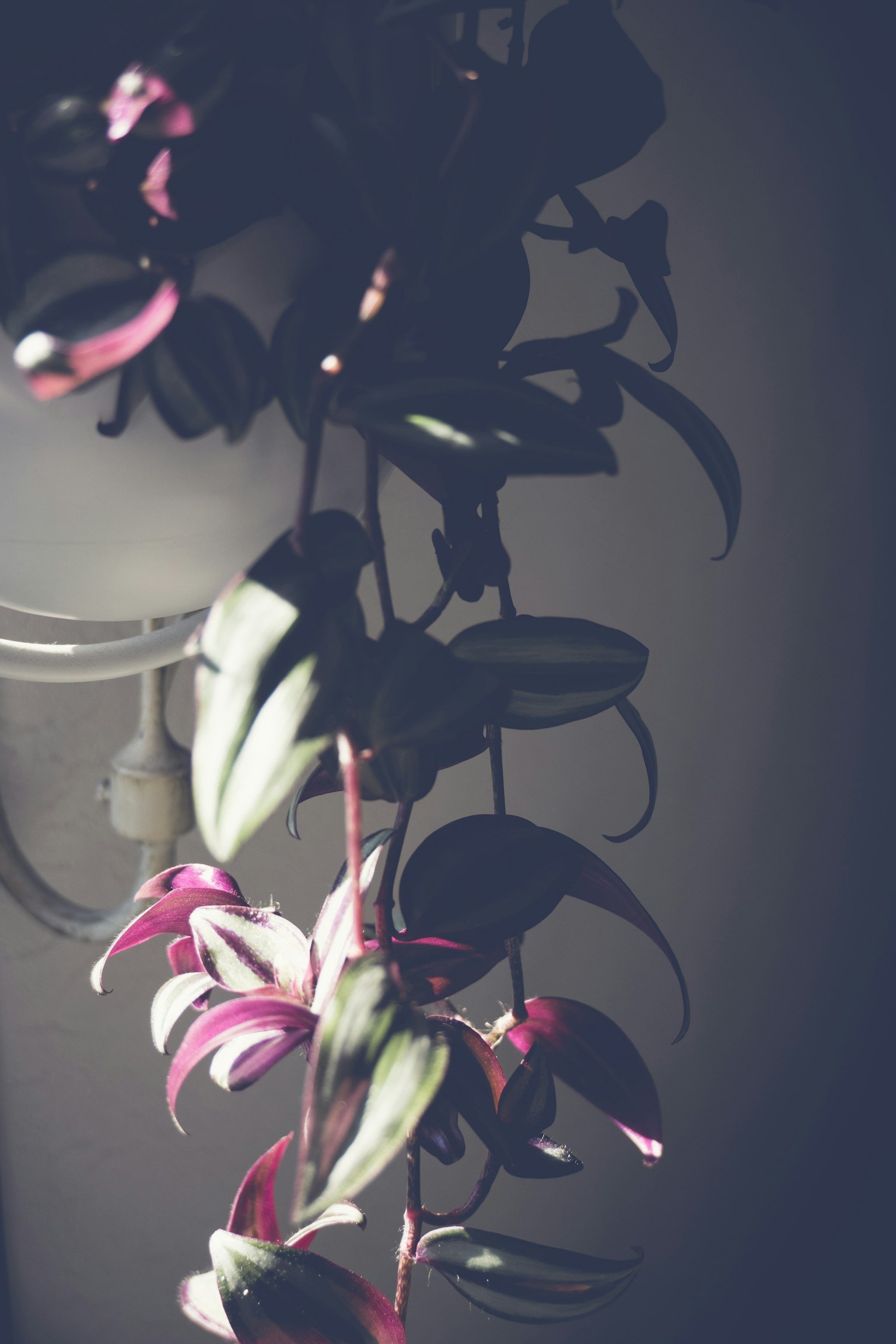 A plant with green and purple leaves hanging in low light