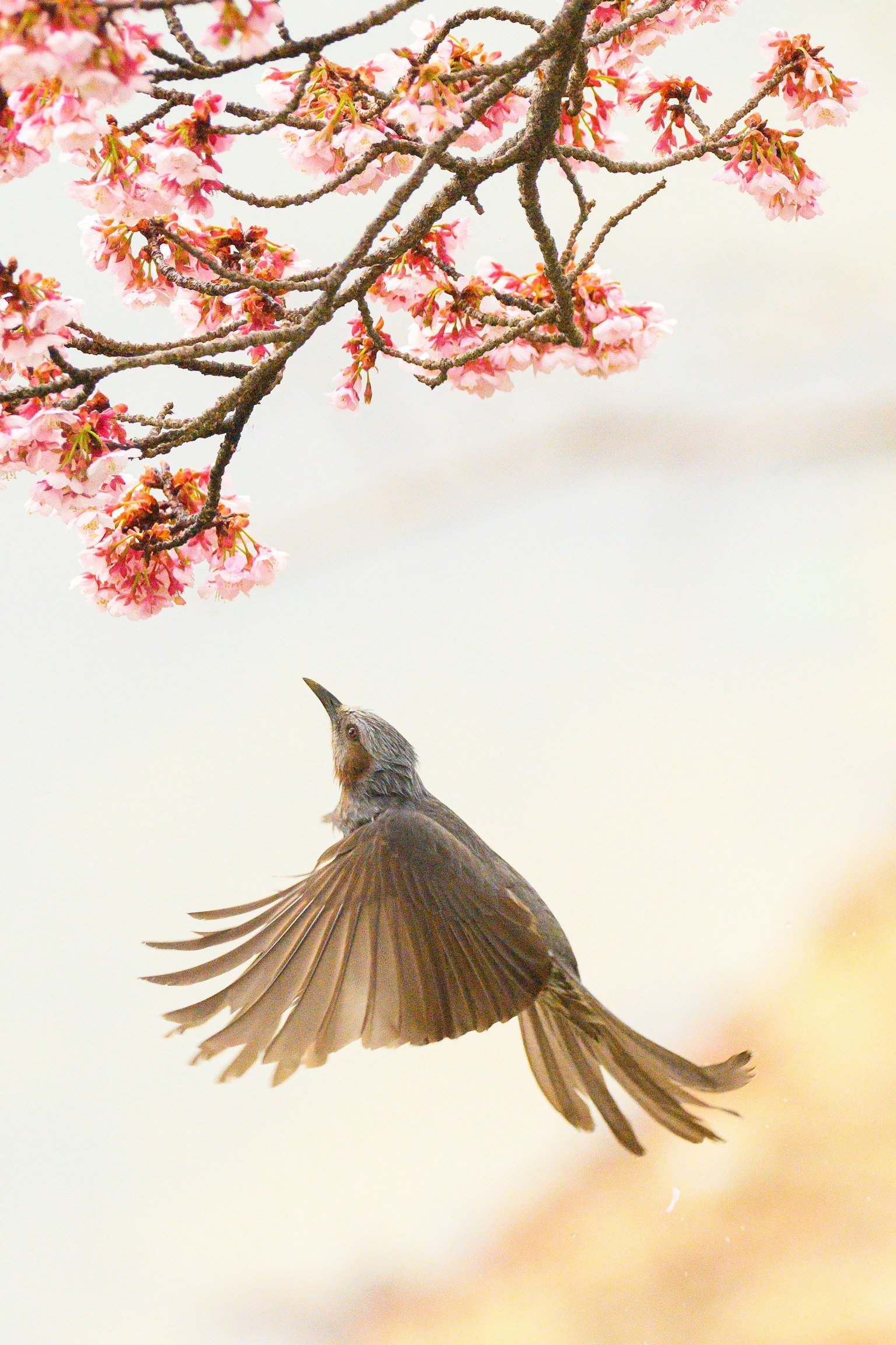 桜の花の下で飛ぶ鳥の美しい瞬間