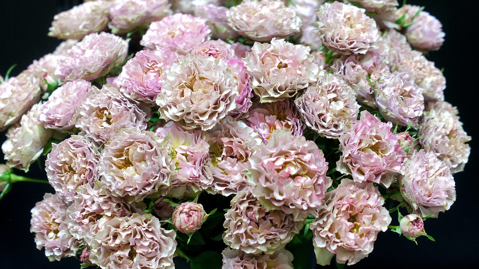 Acercamiento de un ramo de flores rosa pálido mostrando varias formas de flores