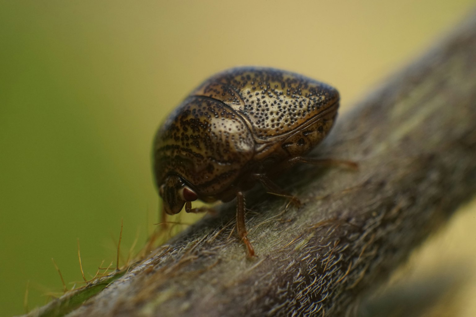 Nahaufnahme eines Insekts Ein brauner Käfer auf einem Zweig
