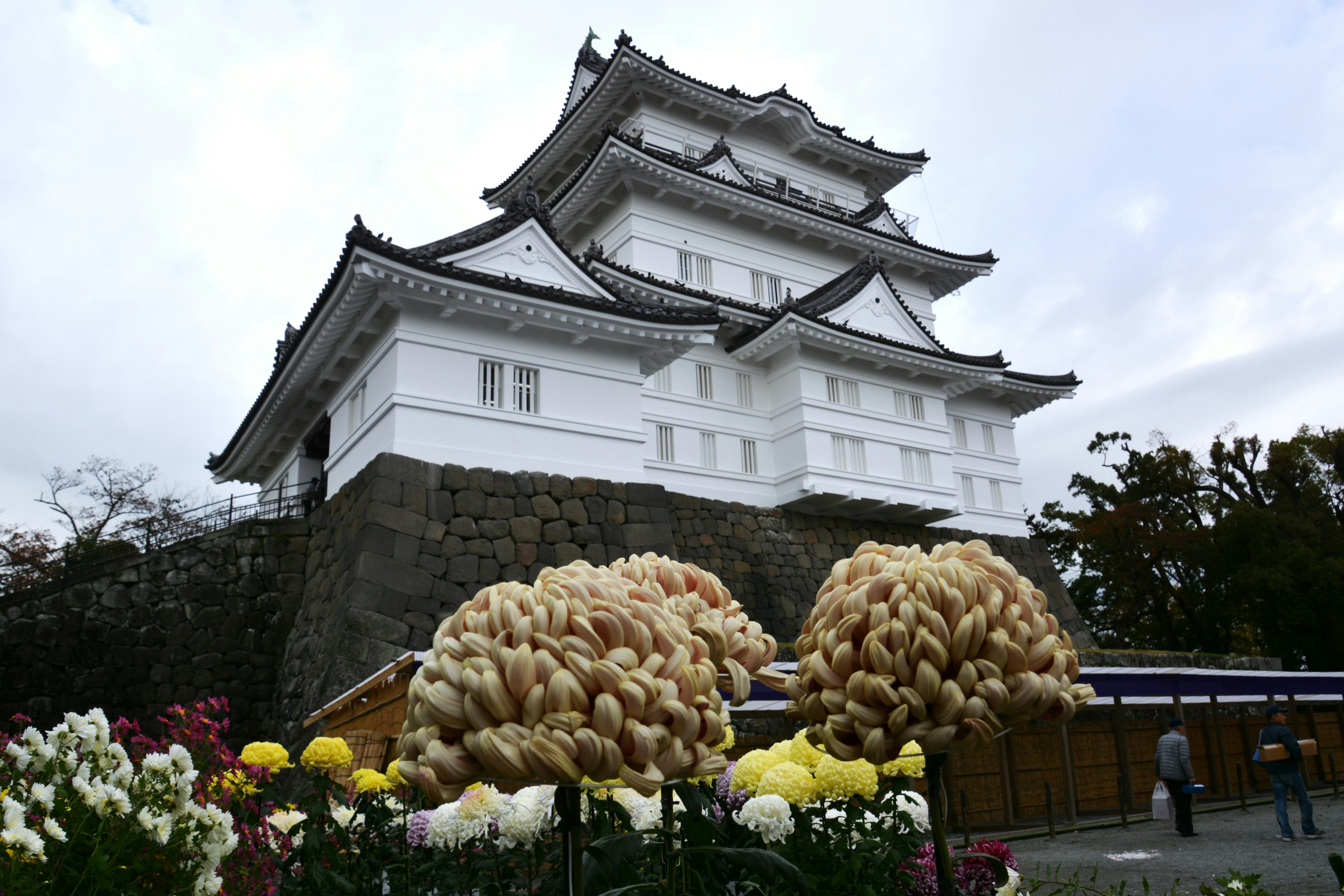 小田原城の石垣と白い天守、菊の花の展示
