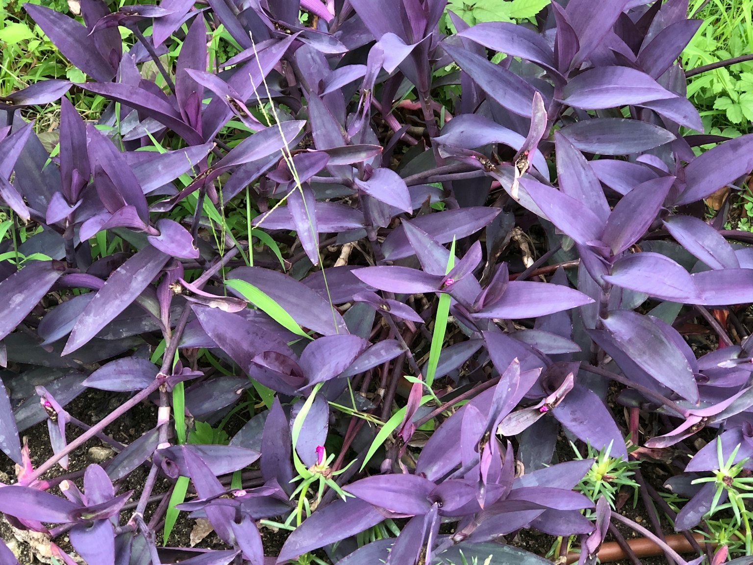密集的紫色植物群落，夹杂着一些绿色叶子