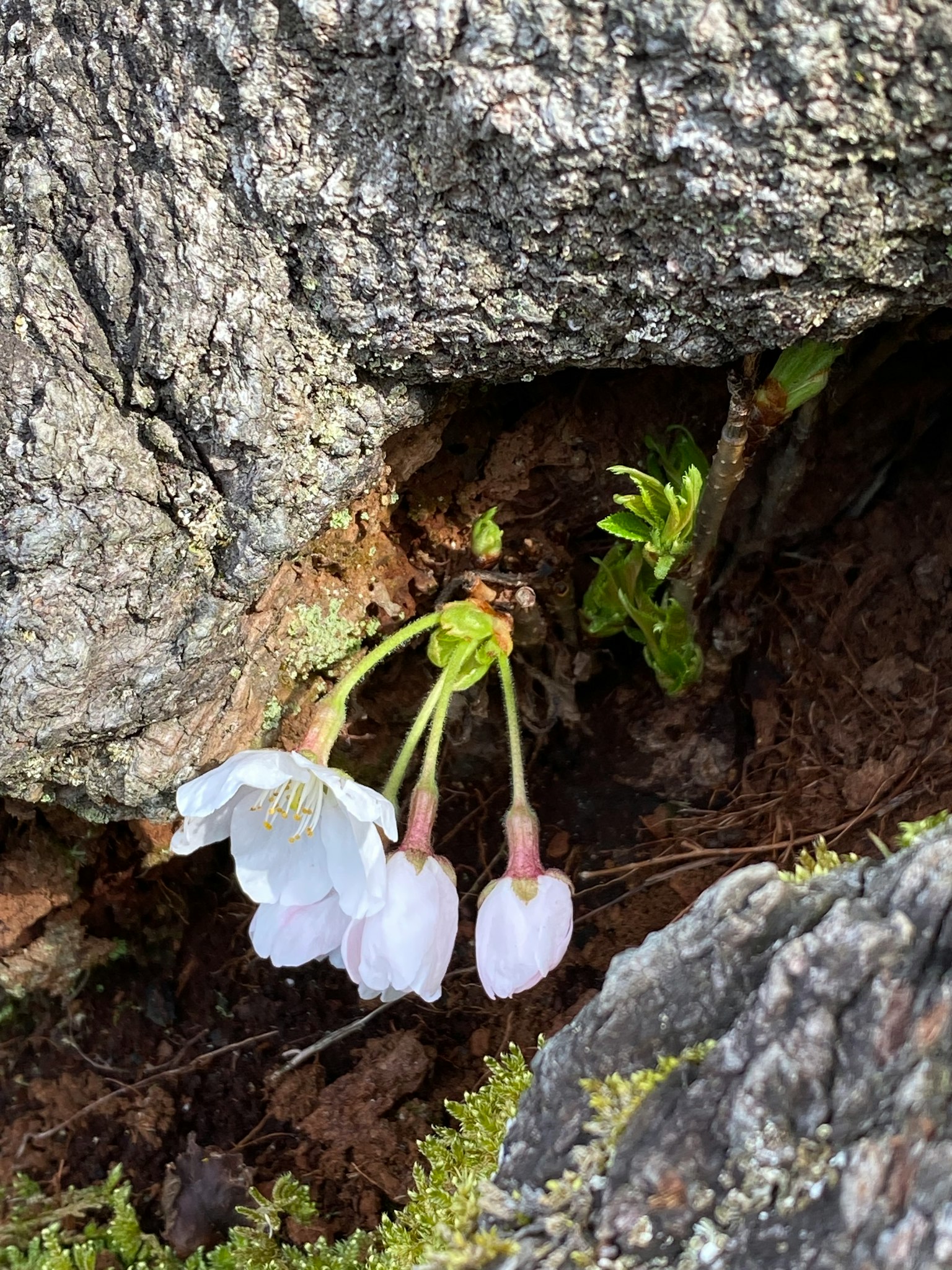 Weiße Blumen und frisches grünes Laub, die aus einem Felsenritzen hervortreten