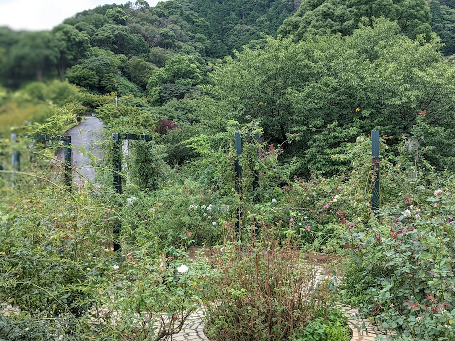 Üppige Gartenansicht mit dichter Vegetation und einer Reihe von Zäunen