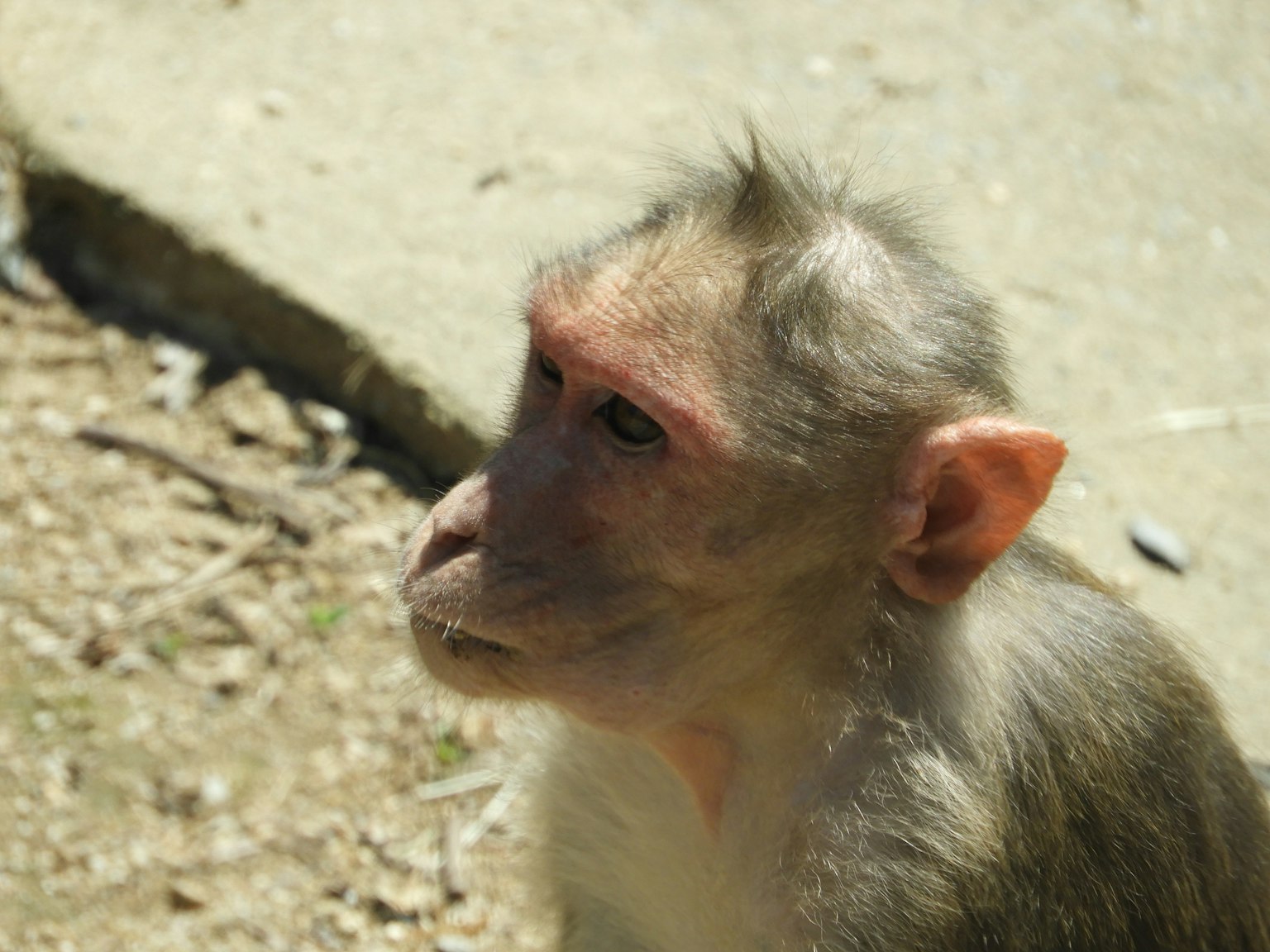 Vue de profil d'un singe avec une tête de poils clairsemés et des oreilles distinctives