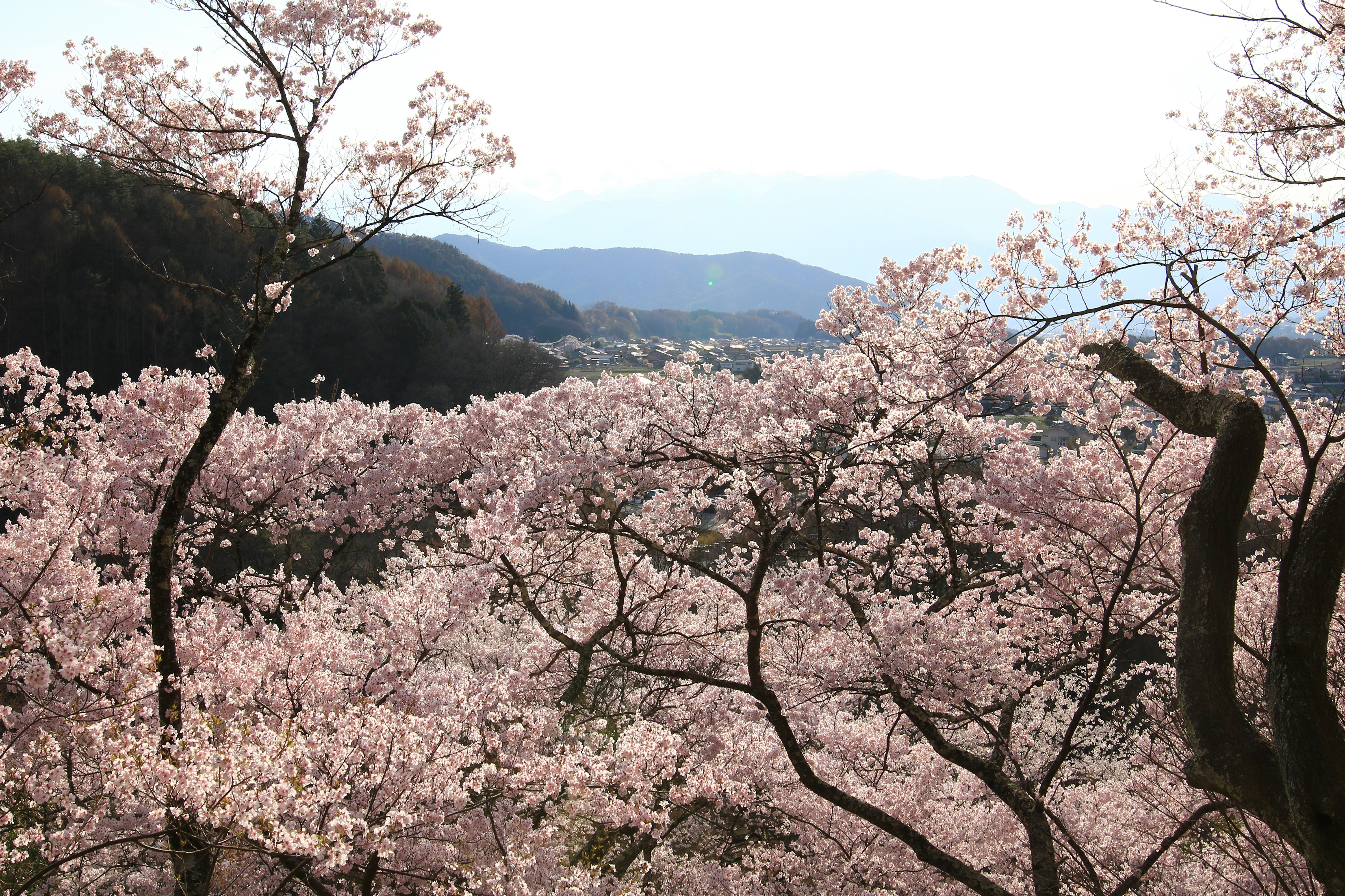 山谷山坡上的樱花盛开景色