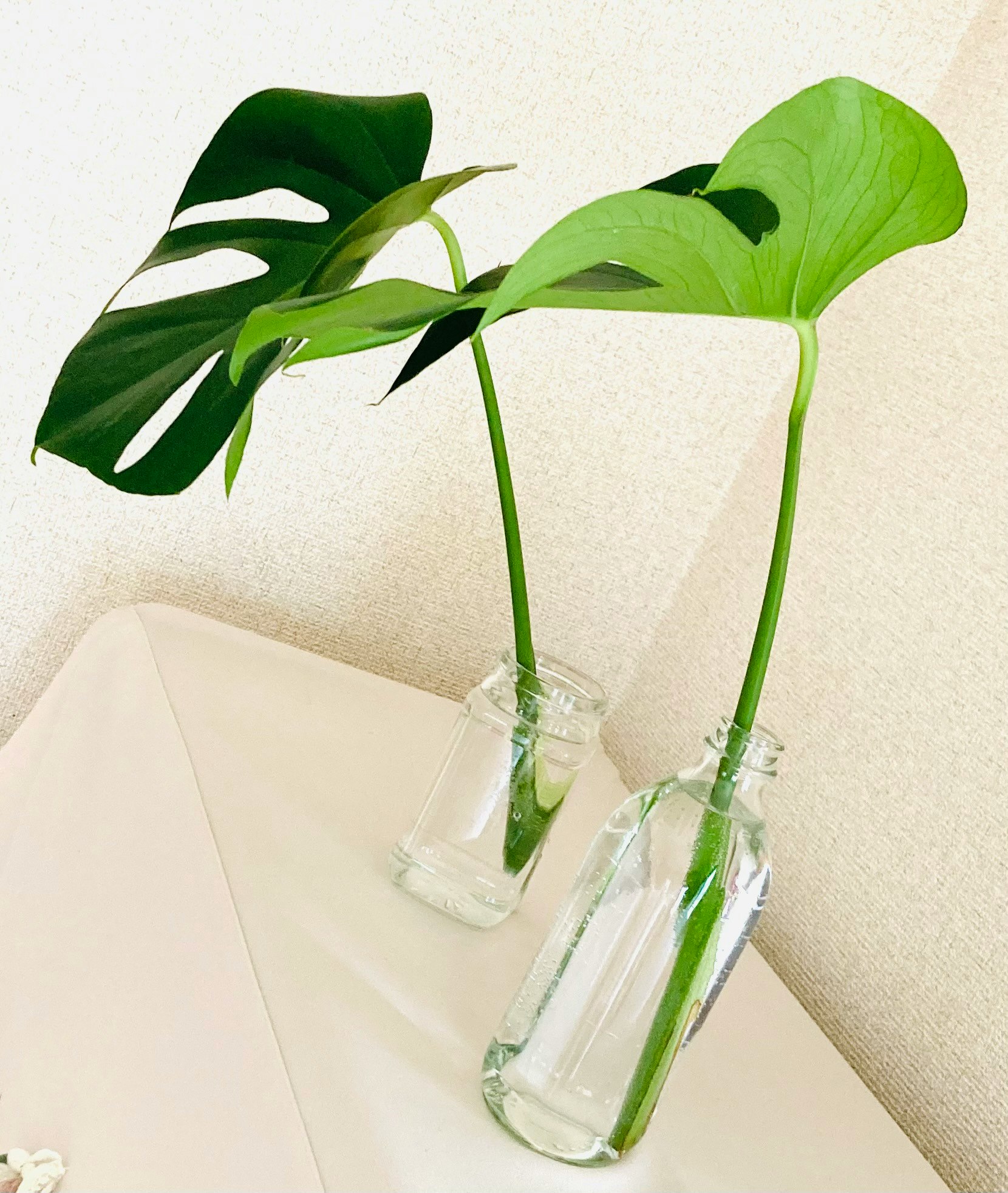 白い布とガラス瓶に生けたモンステラの葉