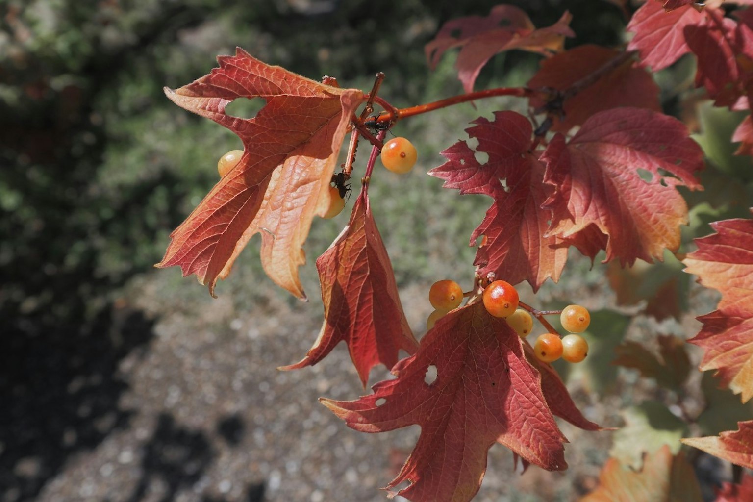 Close-up of a plant with red leaves and orange berries