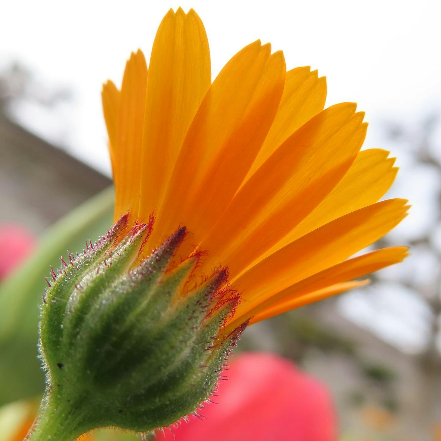 Primo piano di petali di fiore arancioni vivaci e un germoglio verde