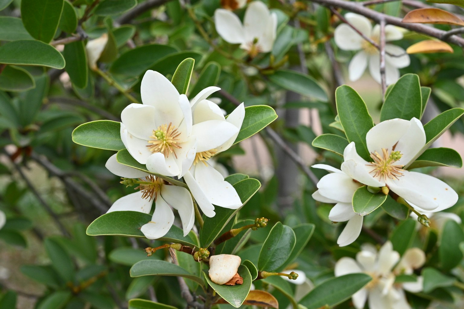 特写的植物，白色花朵和绿色叶子