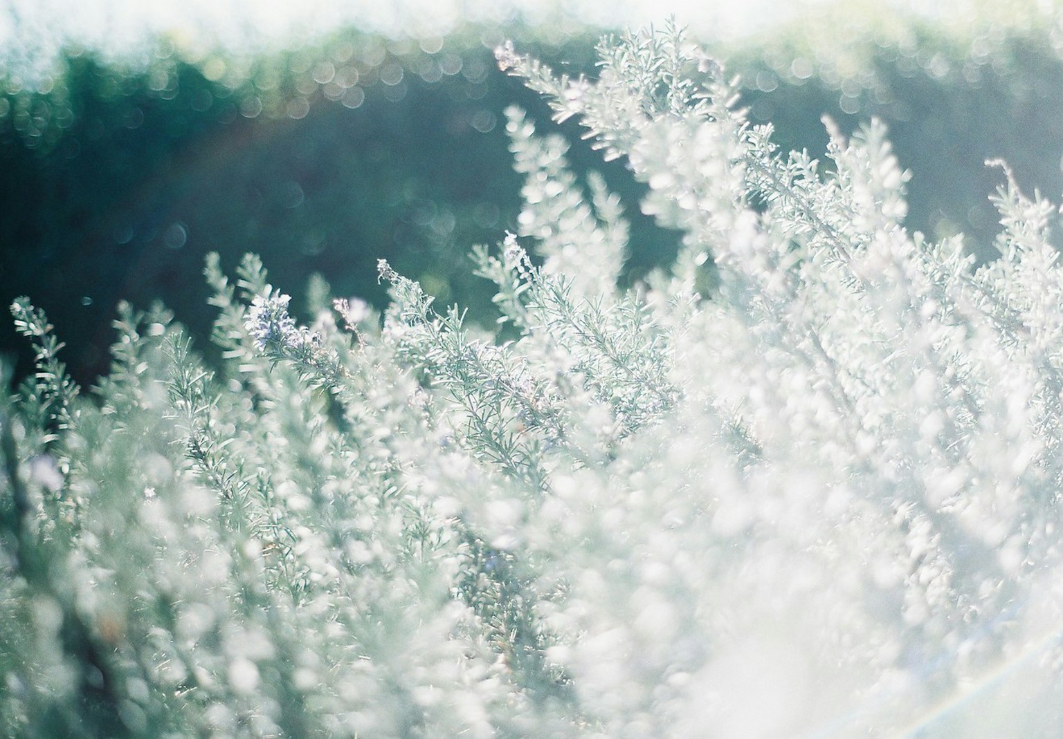 Feuilles de plantes vertes scintillant dans la brume