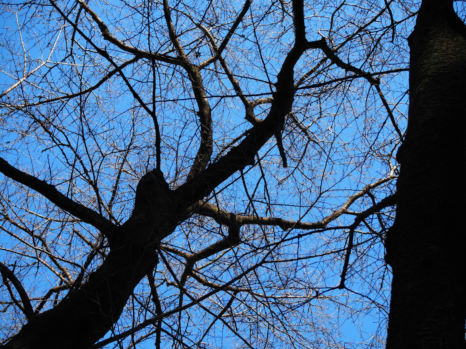 Silhouette de branches d'arbre fines contre un ciel bleu
