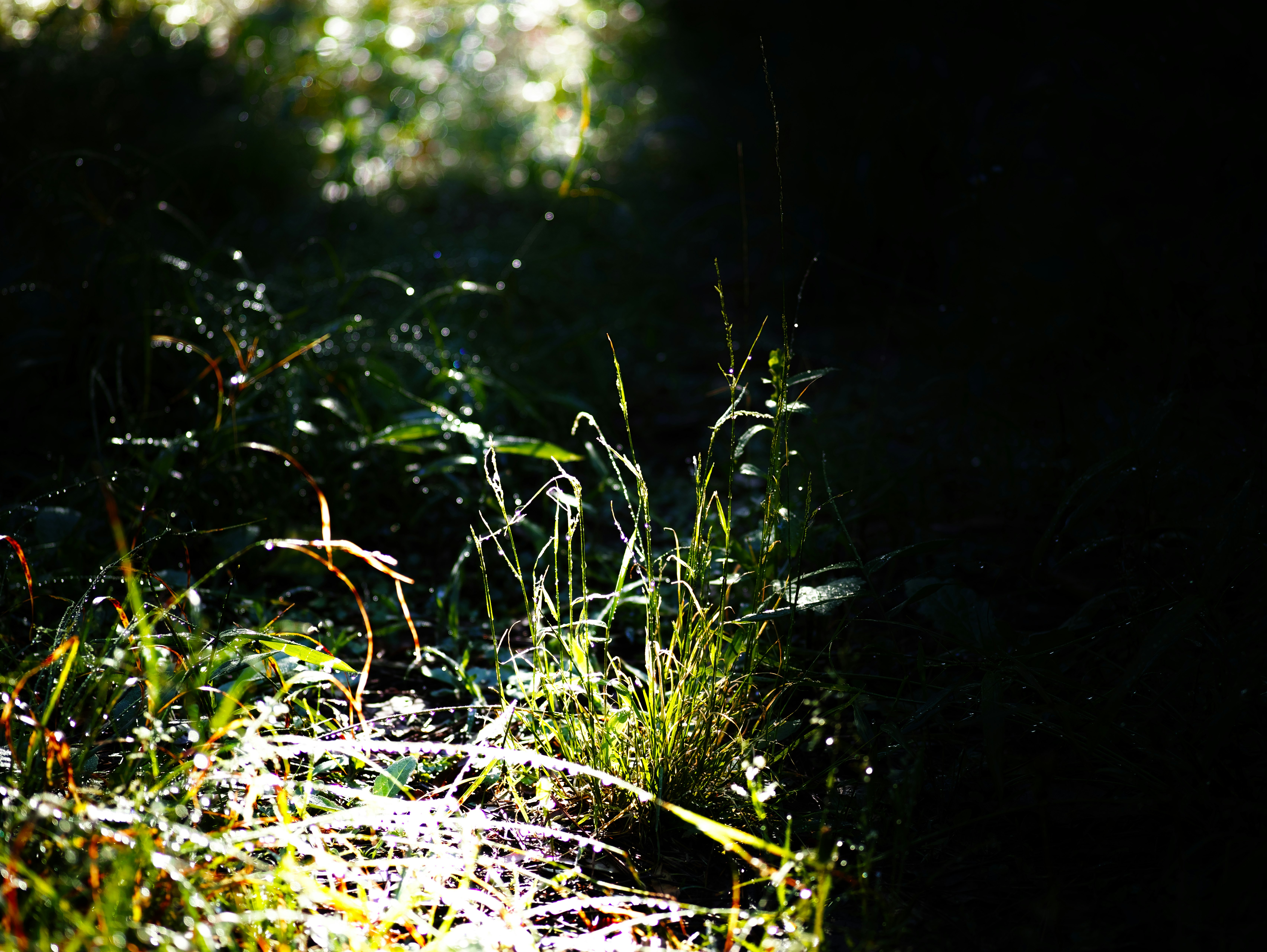 sunlight filtering through grass and foliage in a forest path-like scene