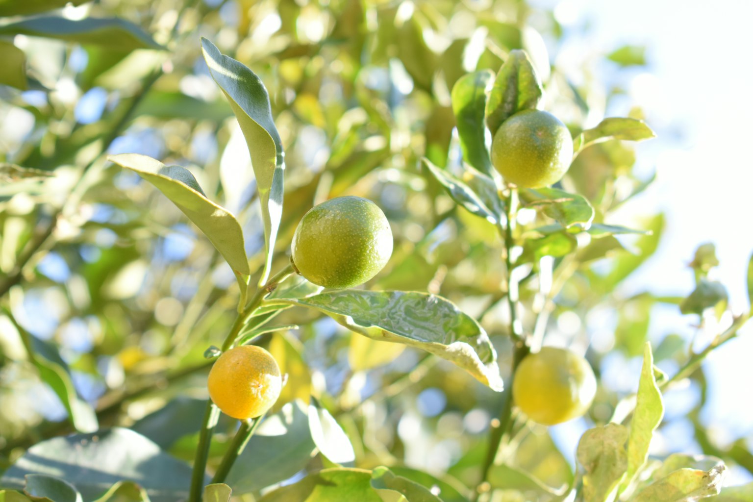 Rama de árbol cítrico con frutas verdes y amarillas